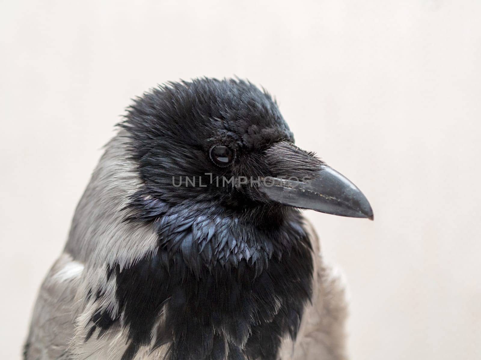 crow bird close up on gray