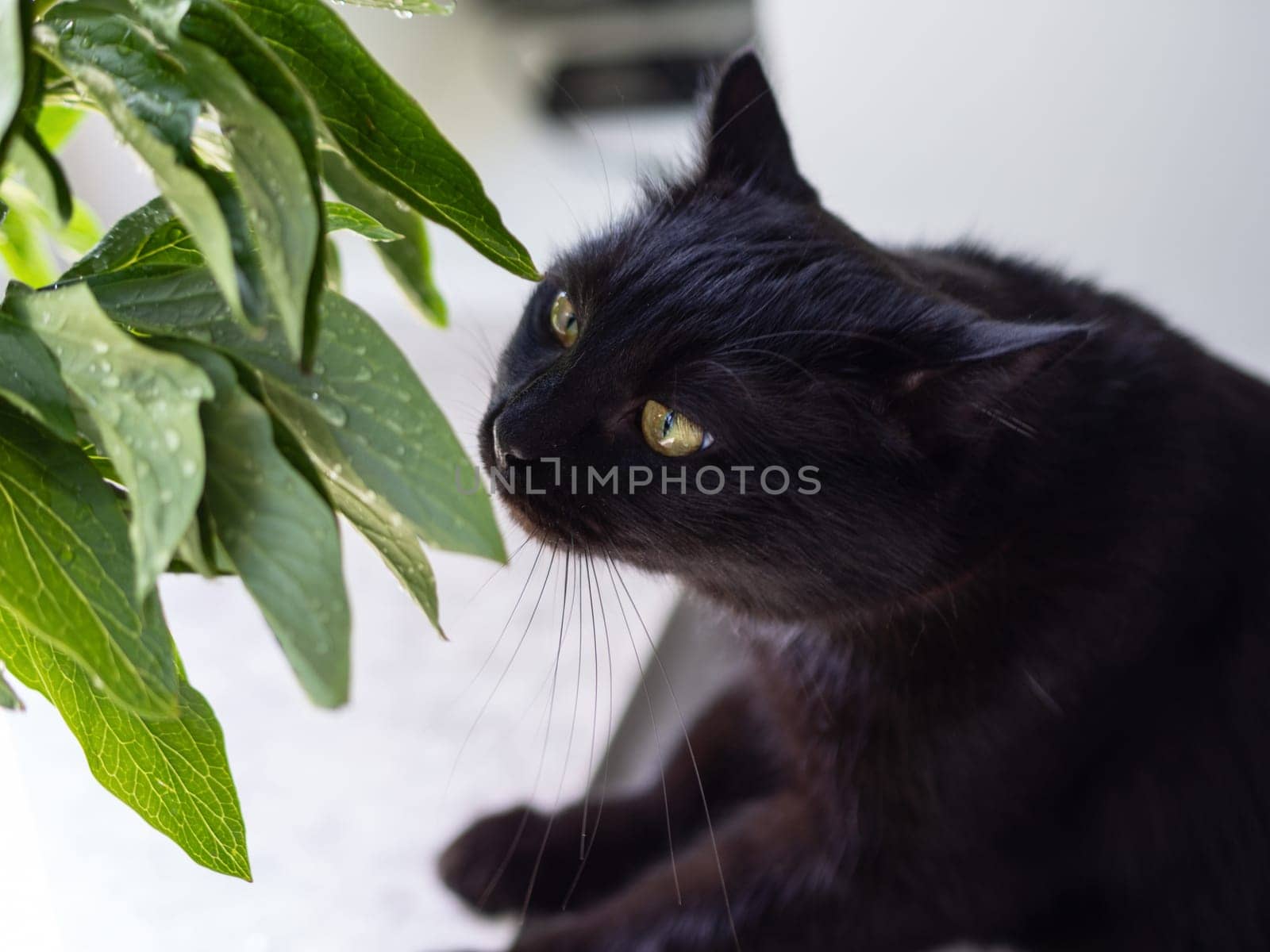Portrait of a beautiful black cat at home.
