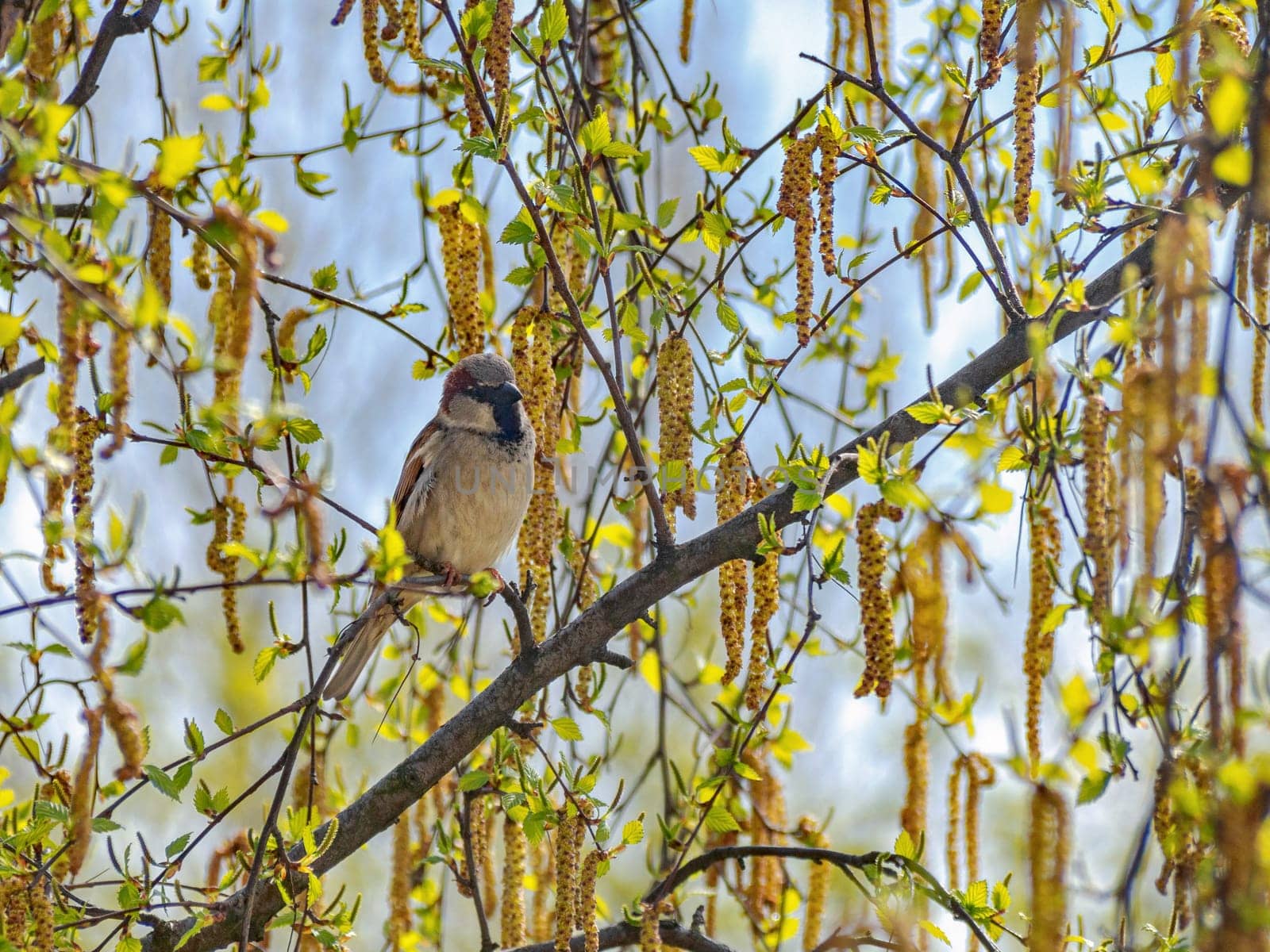 House sparrow perched on a tree branch.