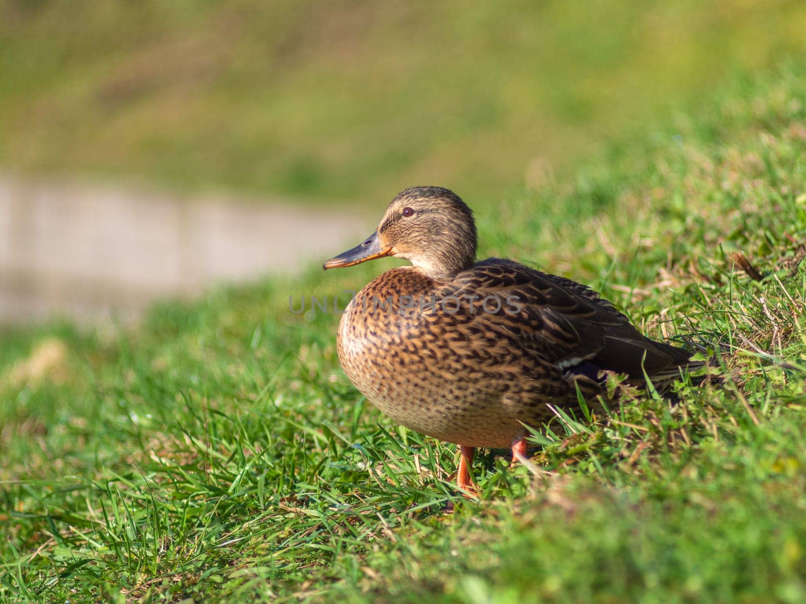 Mallard wild duck (Anas platyrhynchos) standing on the grass, male wild duck outside the water.