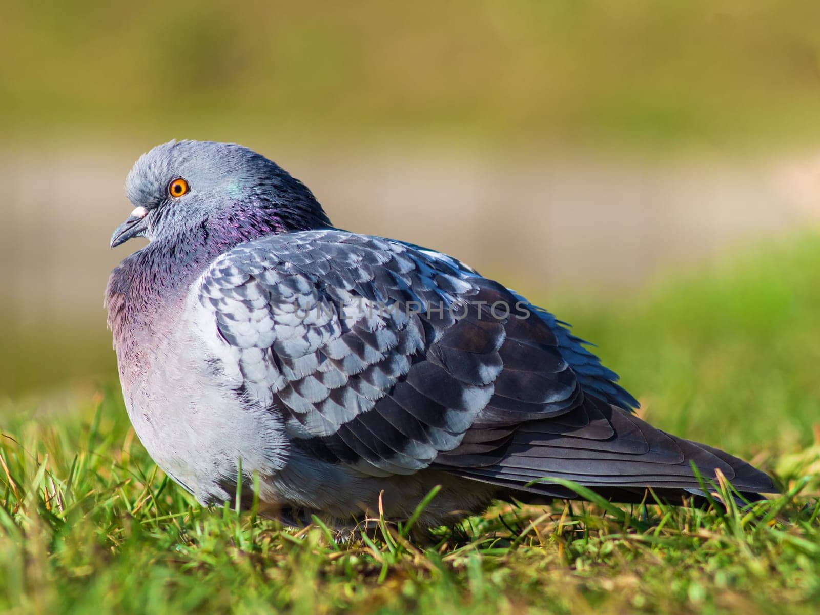 Beautiful pigeon bird standing on grass