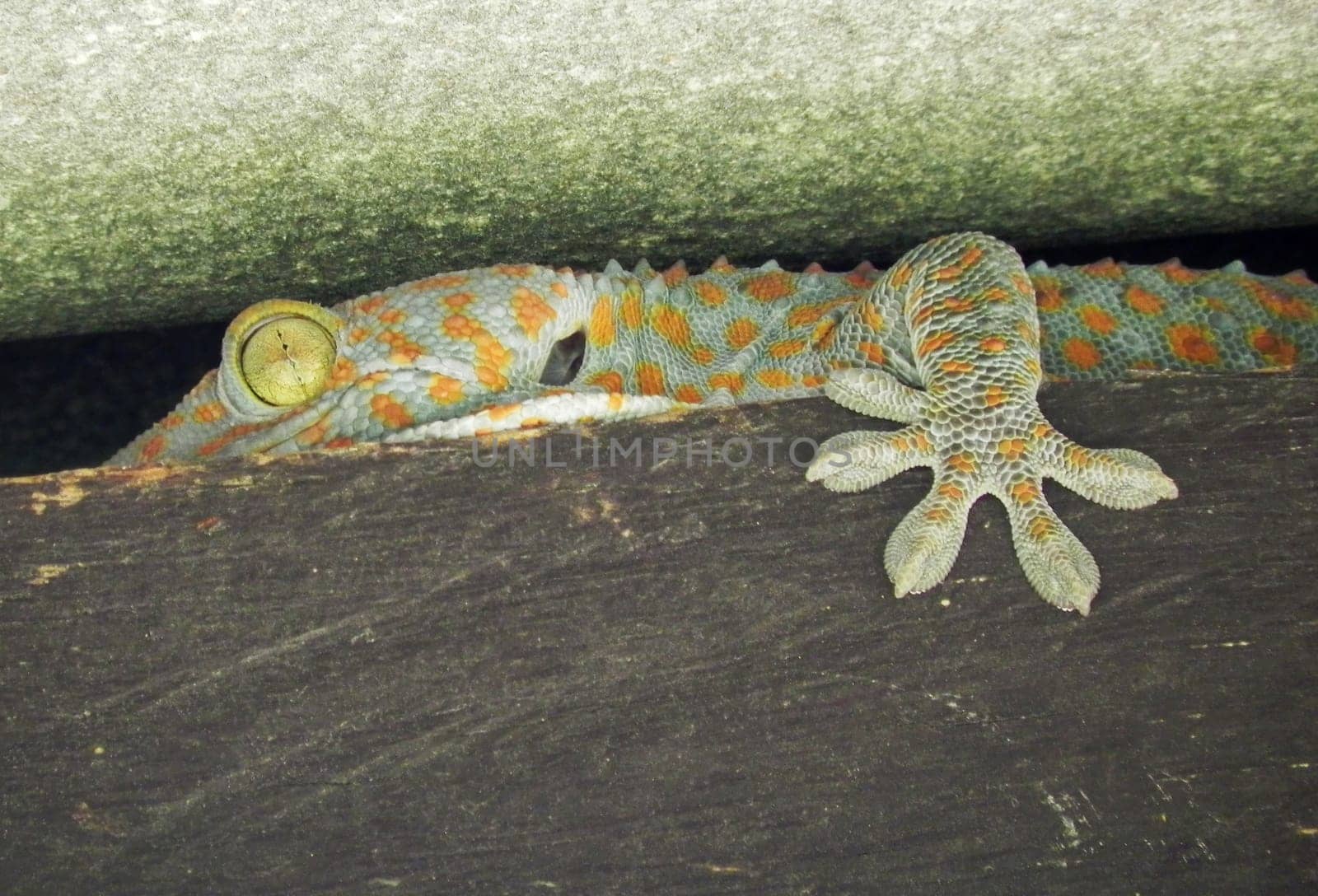 Tokai gecko (Gekko gecko) hid between the boards.