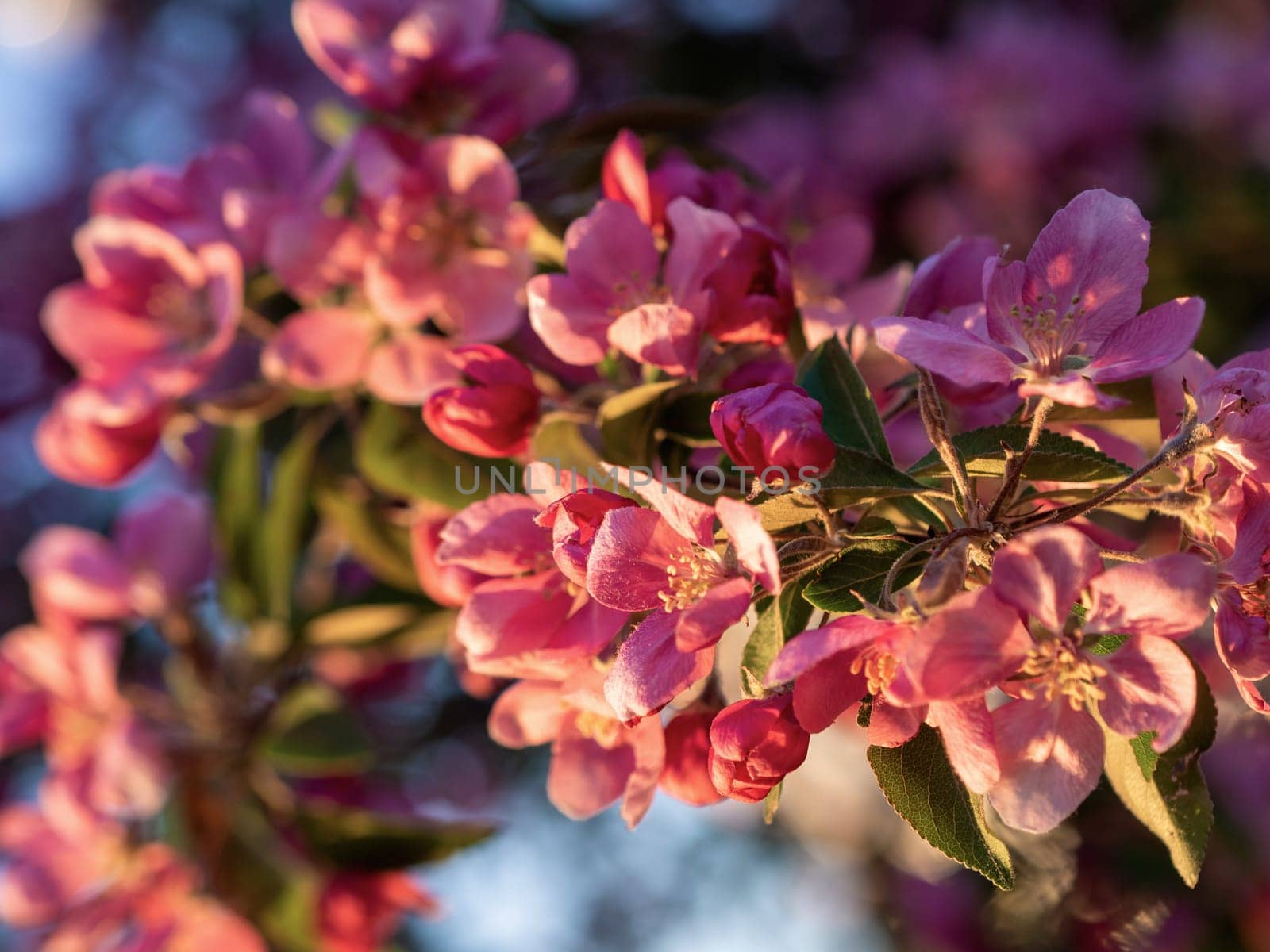 Branches of apple blossoming, pink flowers. Apple blossom panorama wallpaper background. Spring flowering garden fruit tree.