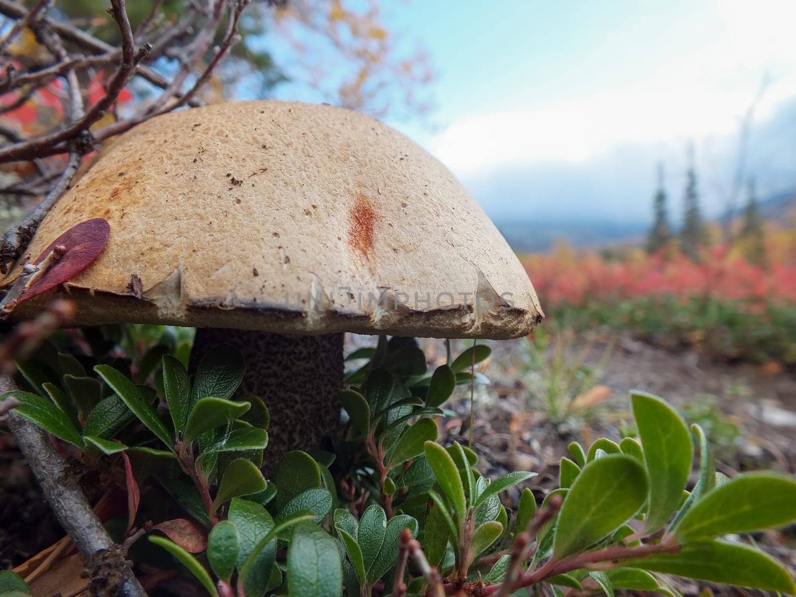 Mushroom close-up in autumn on a background of mountains.