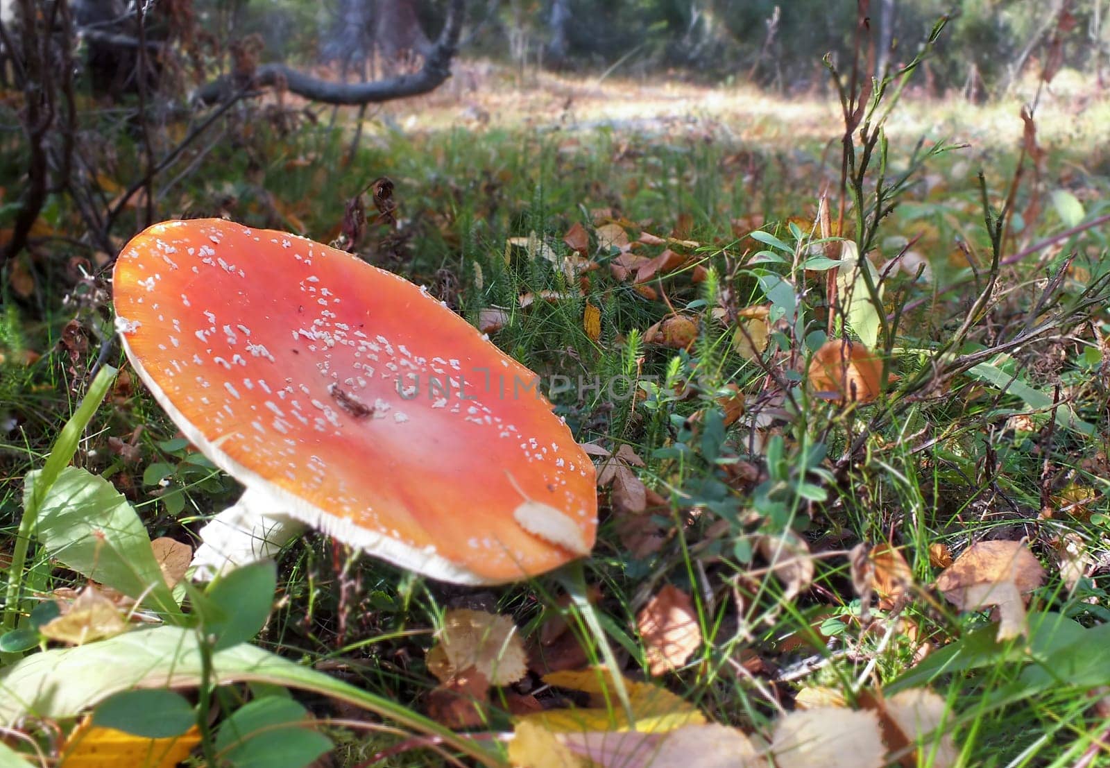 Mushroom close-up in autumn on a background of mountains.