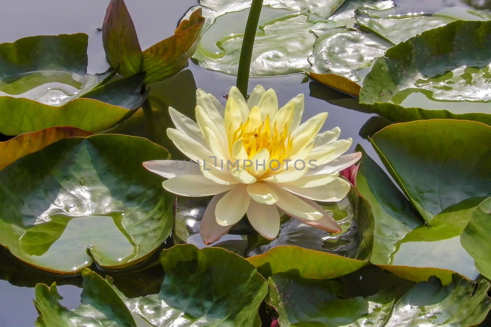 beautiful lotus flower on the water after rain in garden.