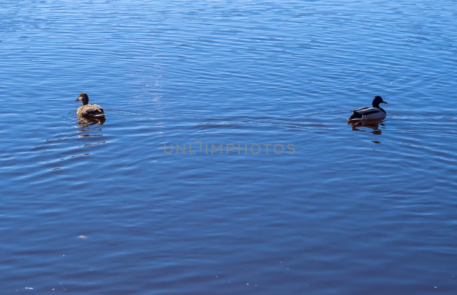 mallard duck on the lake