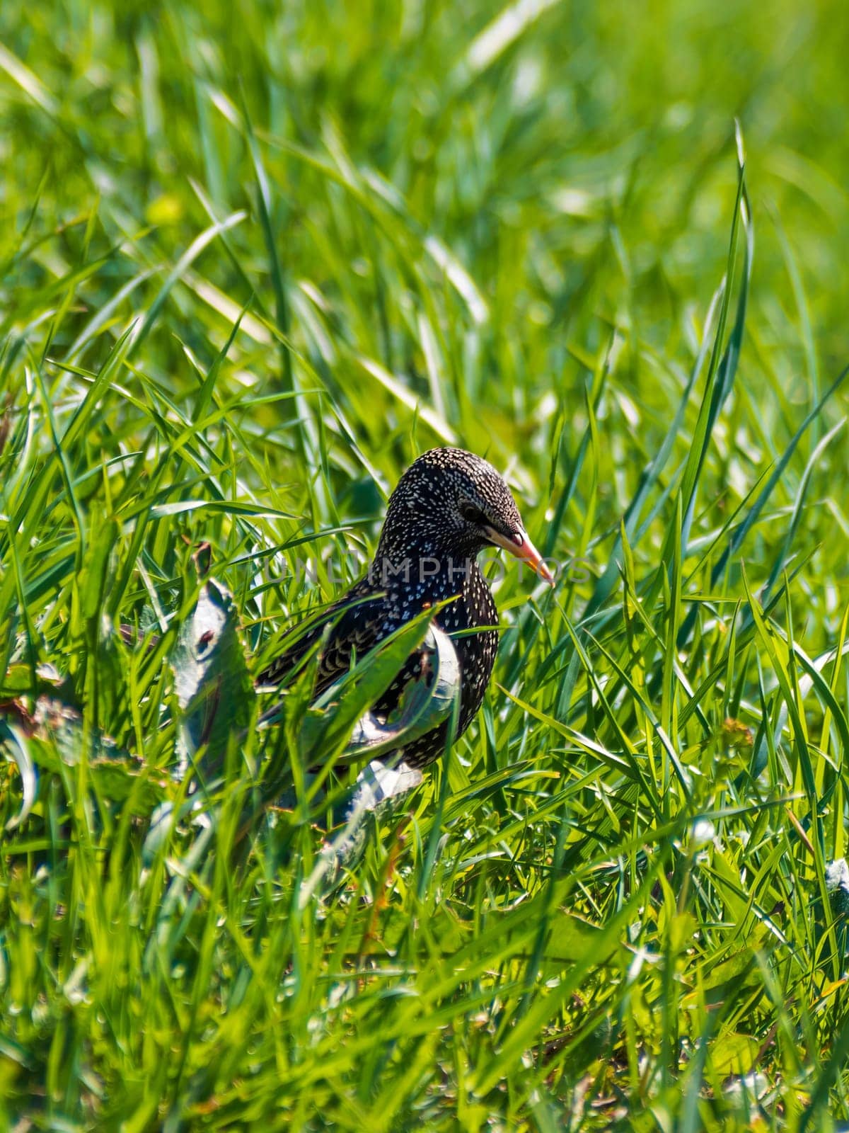 black bird - starling looking for worms in the grass