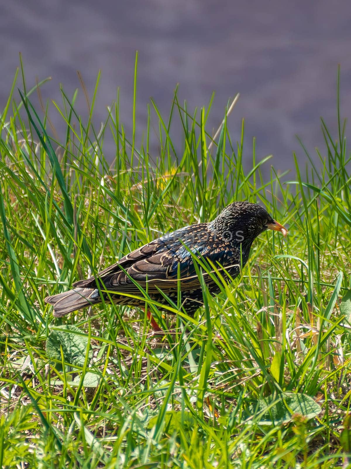 black bird - starling looking for worms in the grass