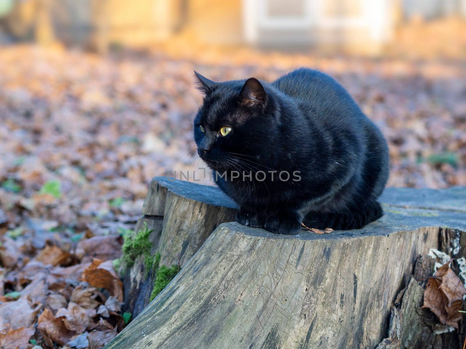 A black cat lies on a stump in the garden.