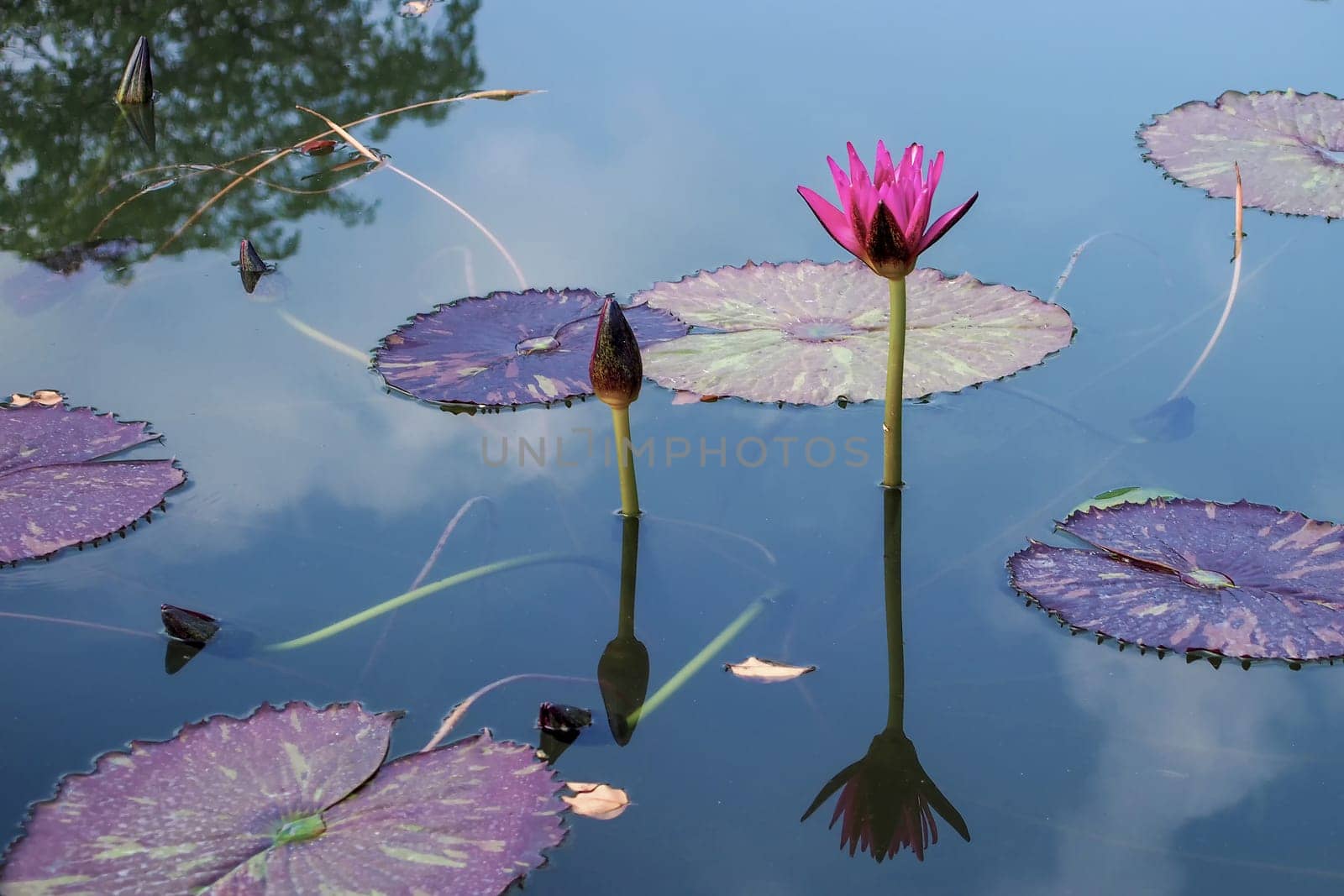 beautiful lotus flower on the water after rain in garden.
