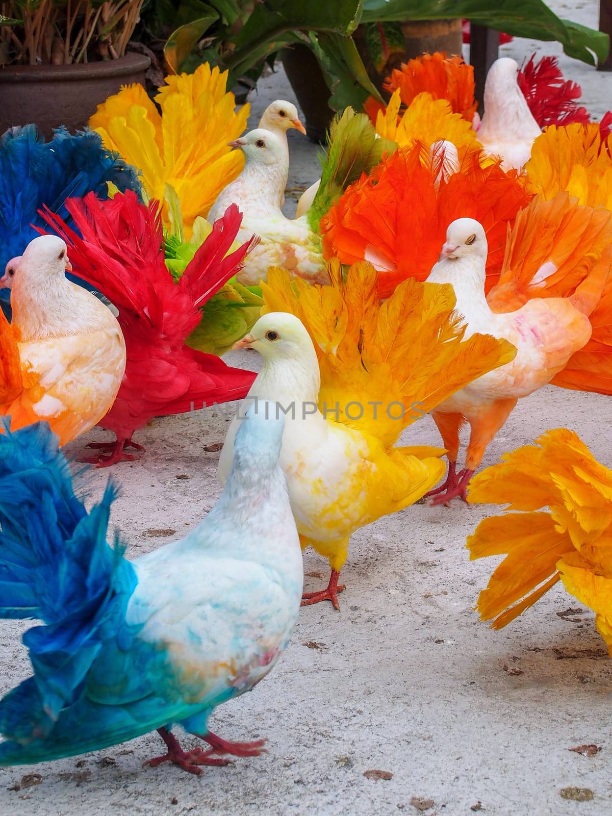 Multi-colored painted birds pigeons. Paradise Park, Samui, Thailand.