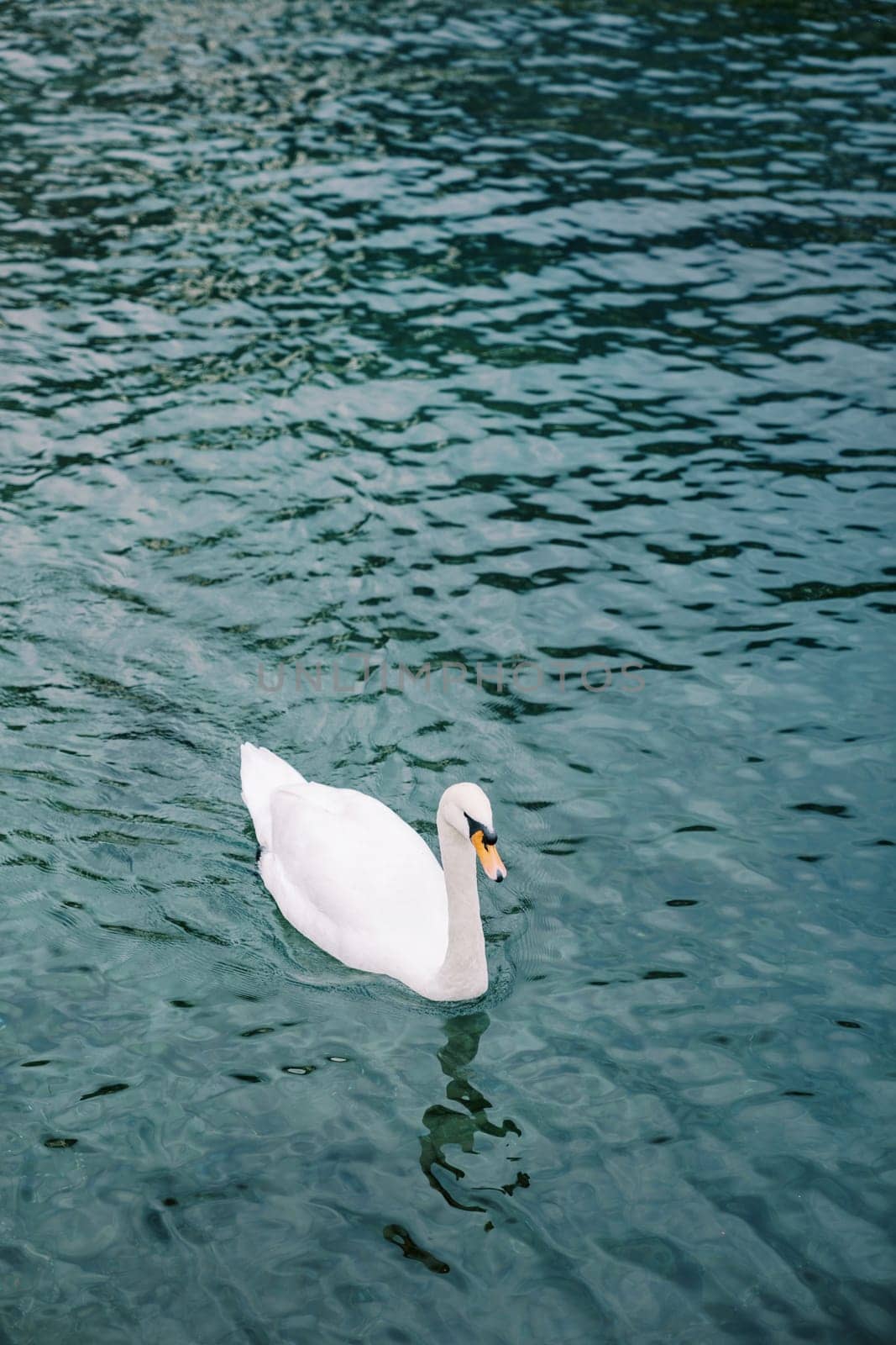 White swan swims on a clear deep lake by Nadtochiy