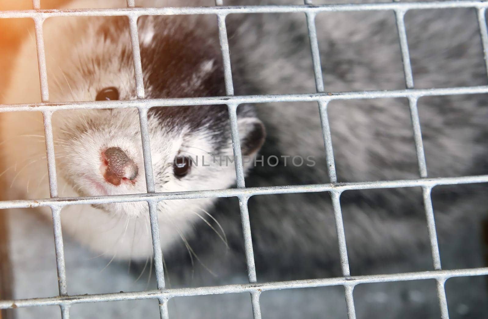 Fur farm. A gray mink in a cage looks through the bars.