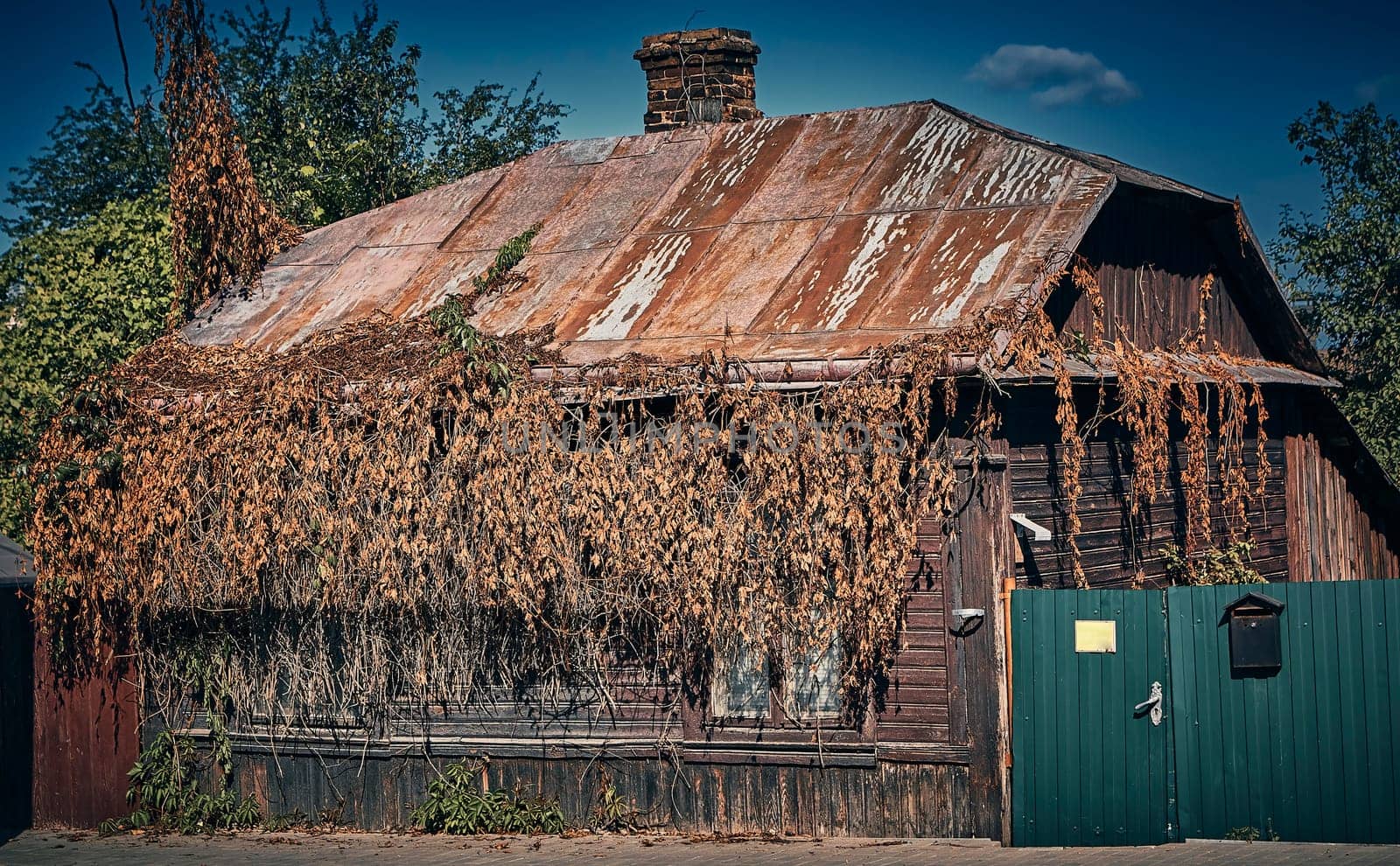 Old wooden house covered with ivy. Dried brown ivy. Entrance to an old house.