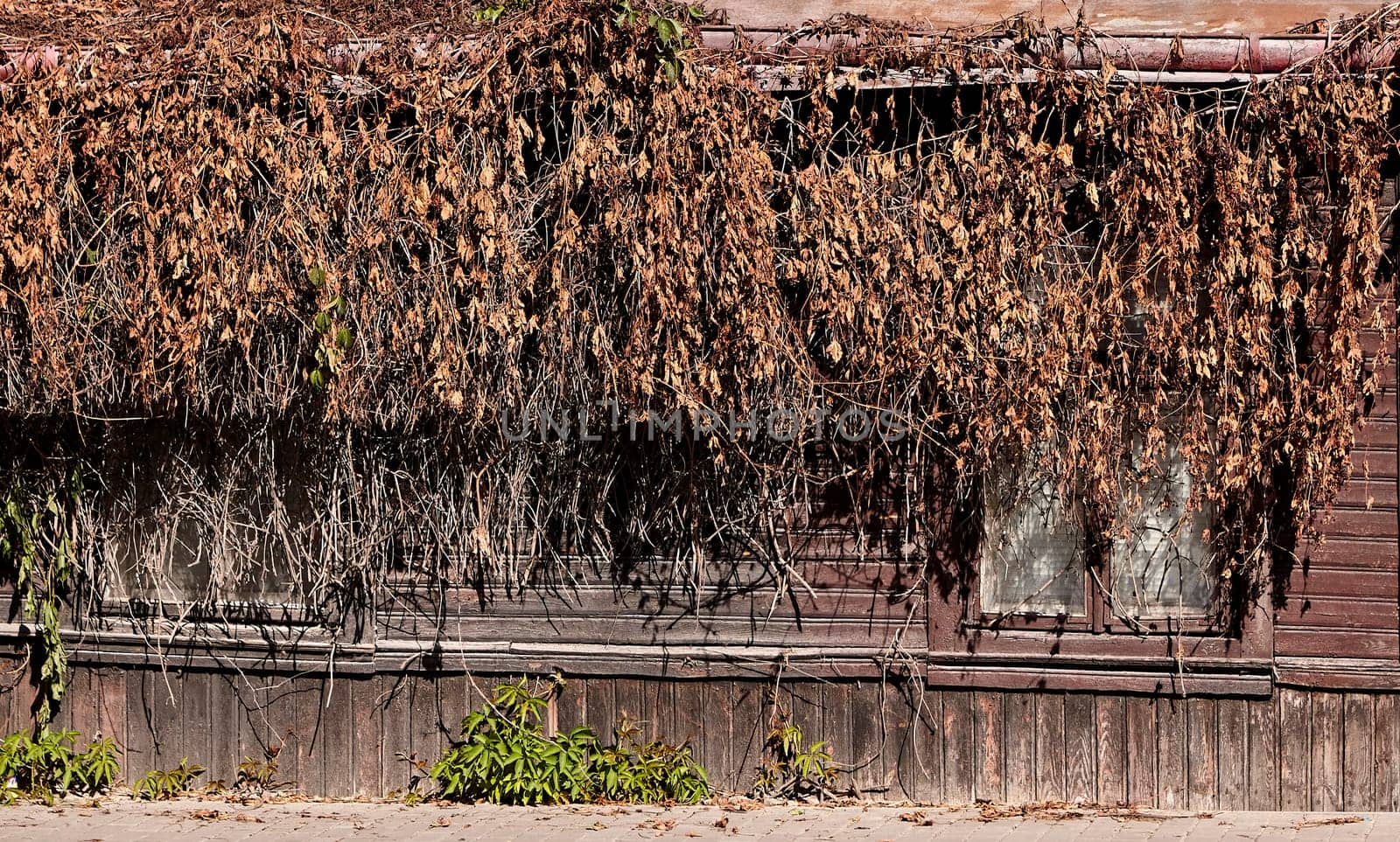 Old wooden house covered with ivy. Dried brown ivy. Entrance to an old house.