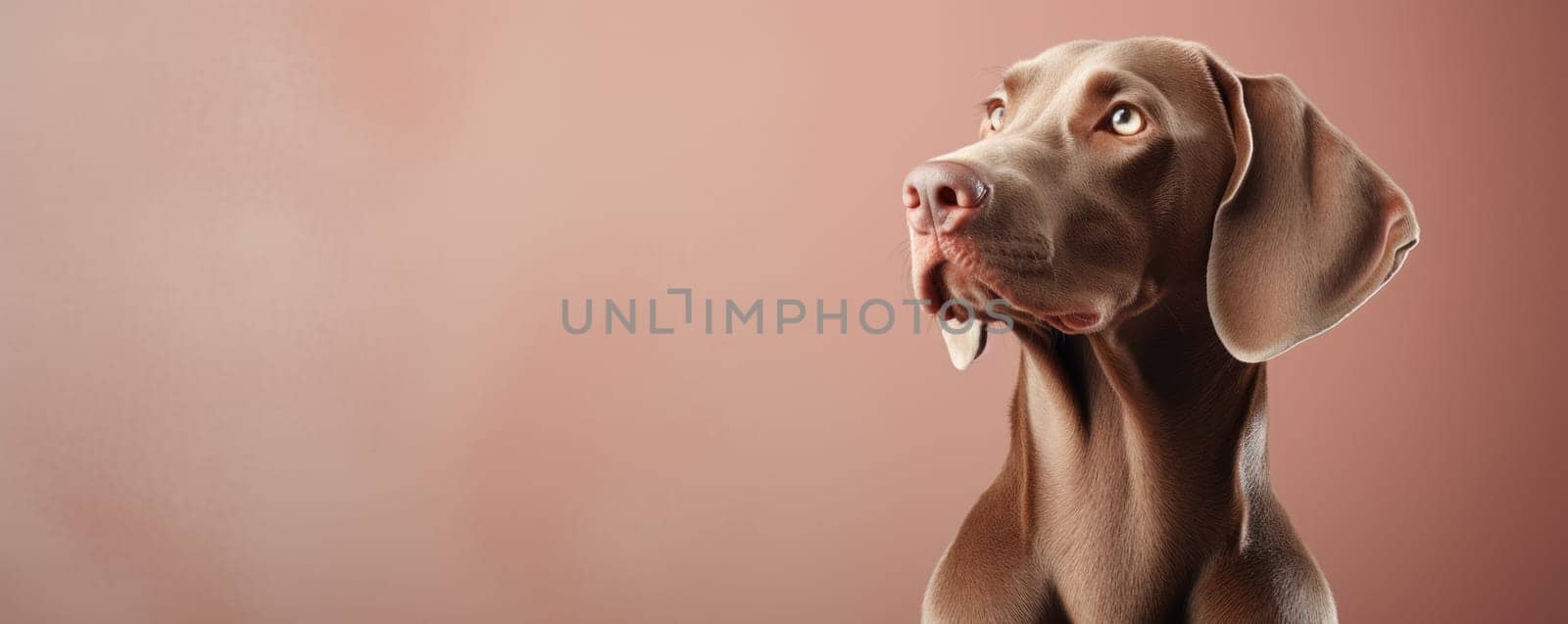 Weimaraner dog on soft color background. Generative AI.