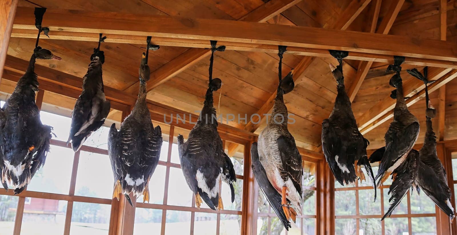 Dead geese hang under the roof of the gazebo, hanging by their necks. Hunter's trophies.