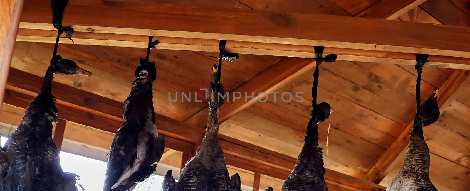 Dead geese hang under the roof of the gazebo, hanging by their necks. by Hil