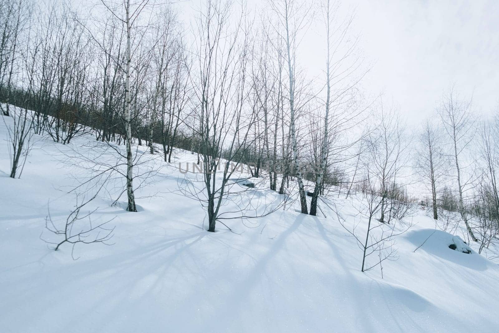 Snow covered hills of majestic forest. Mighty pine, spruce trees, plants. Soft cold sunset light. winter scene. Nature, seasons, environment. download image