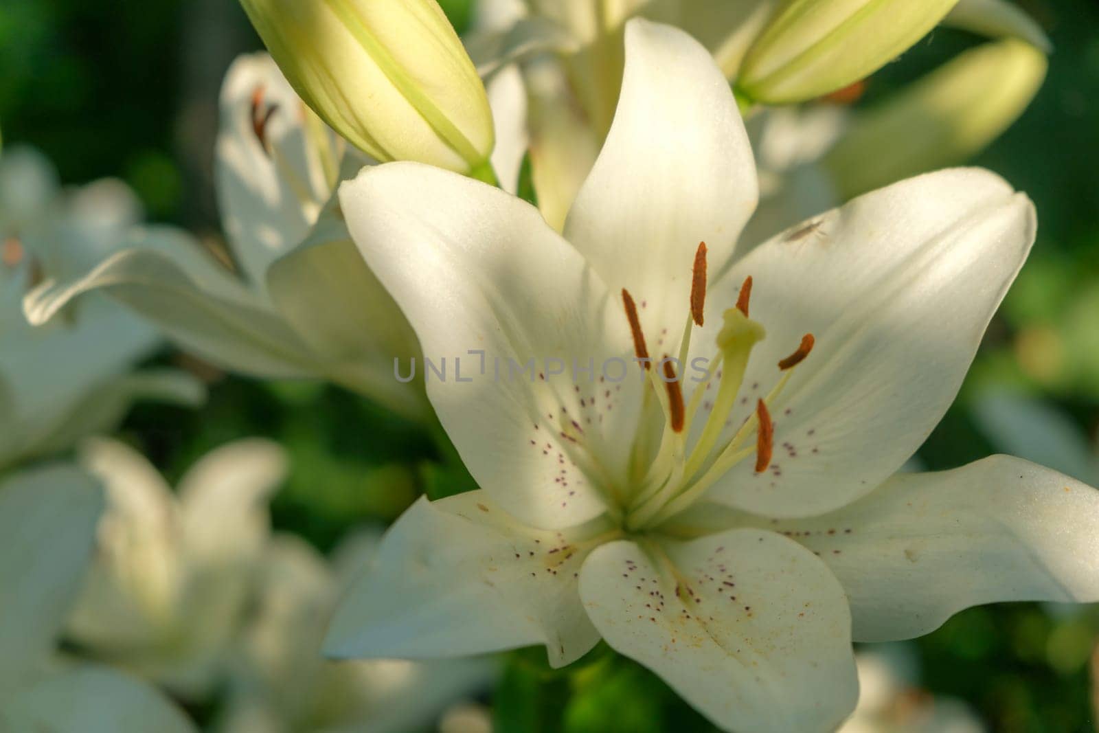 Lily at the cottage in the garden. Lily Close-up. White lilies. download image by igor010