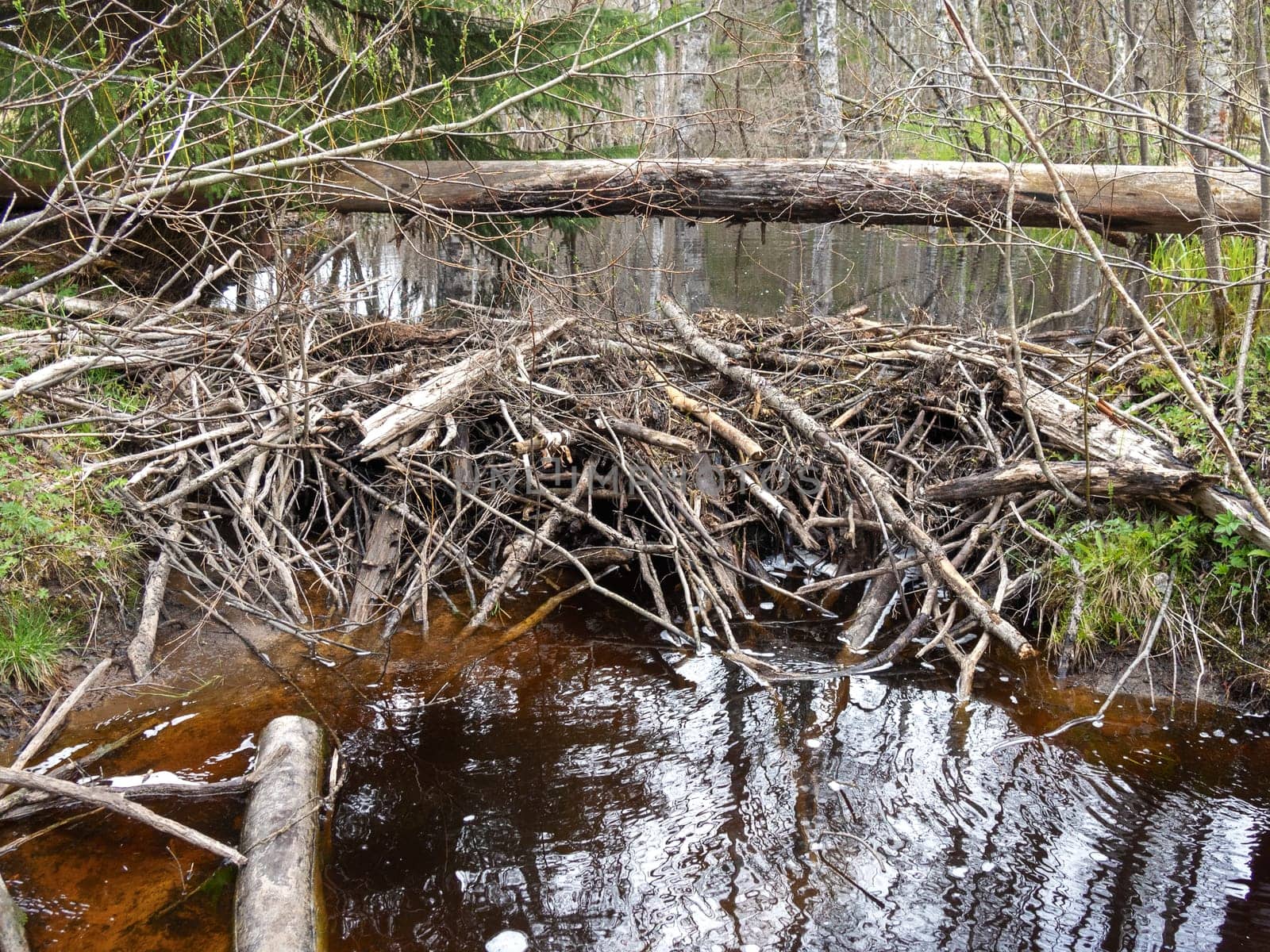 Beaver dam at a small river