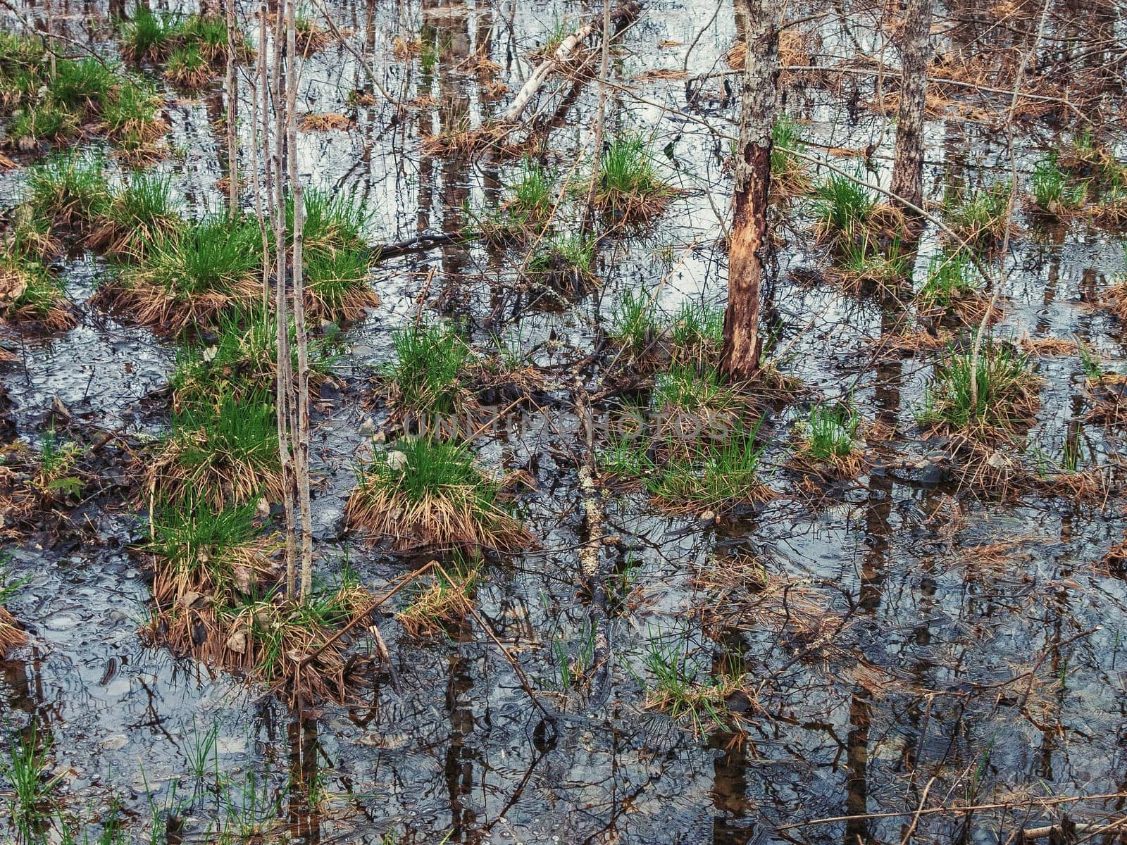 Summer landscape. swamp, marsh,quagmire, morass, backwater. An area of low-lying, uncultivated ground where water collects