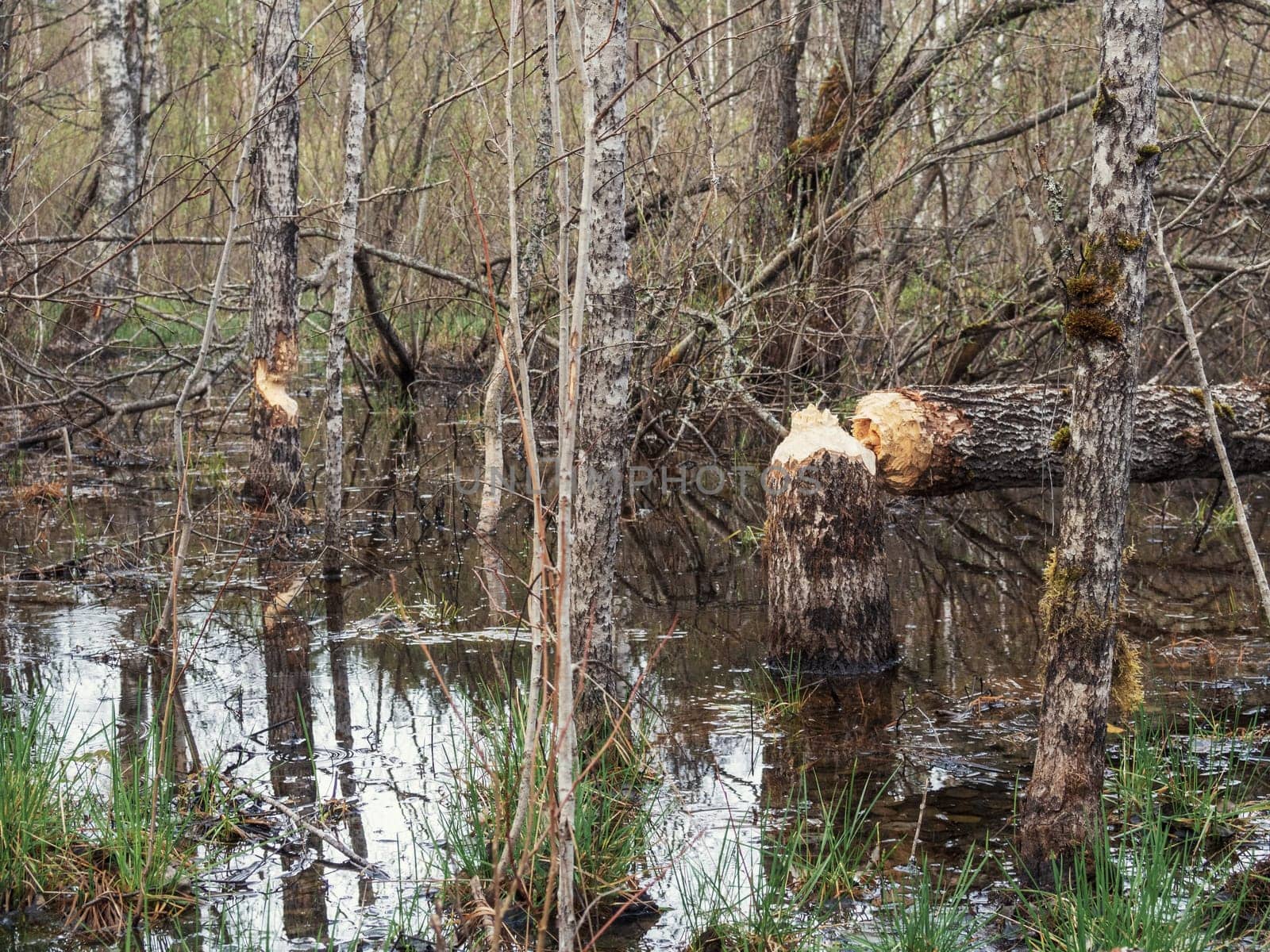 Beaver cut down a tree