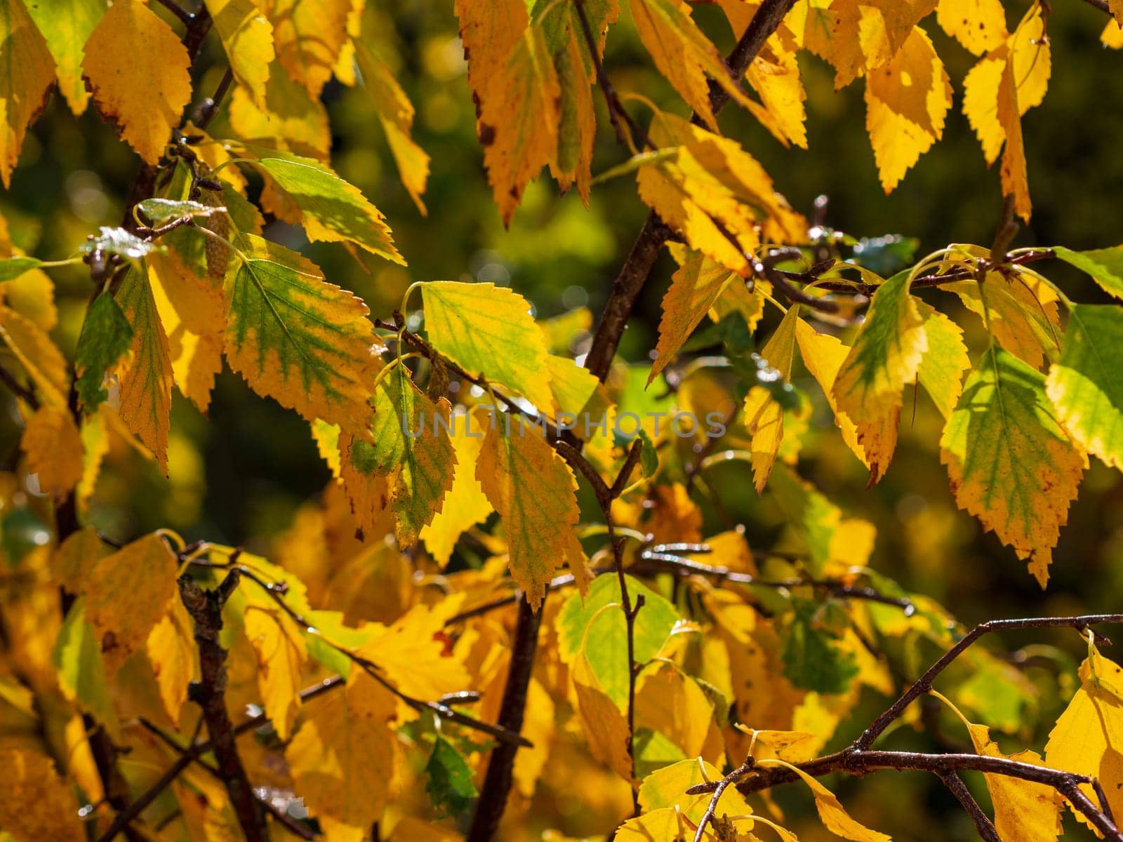 White fall birch trees with autumn leaves in background by Andre1ns