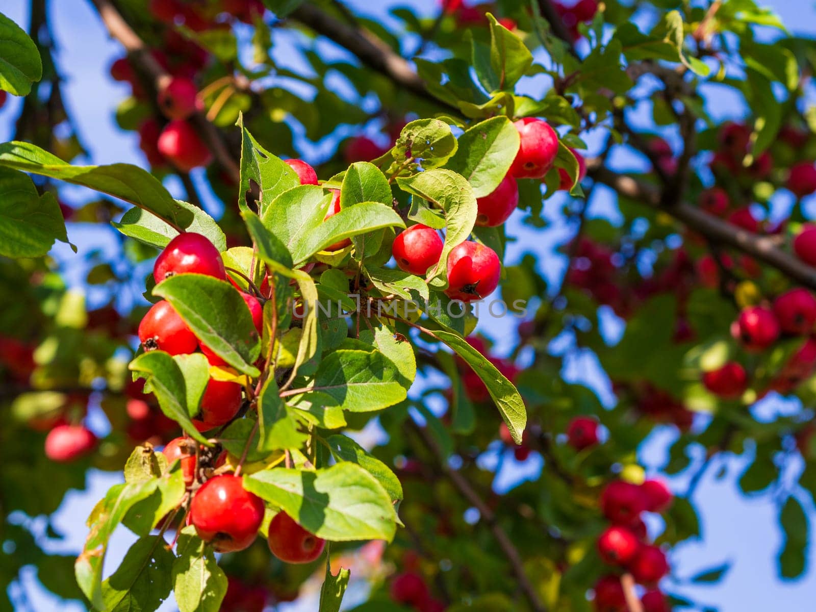 Red apples on apple tree branch