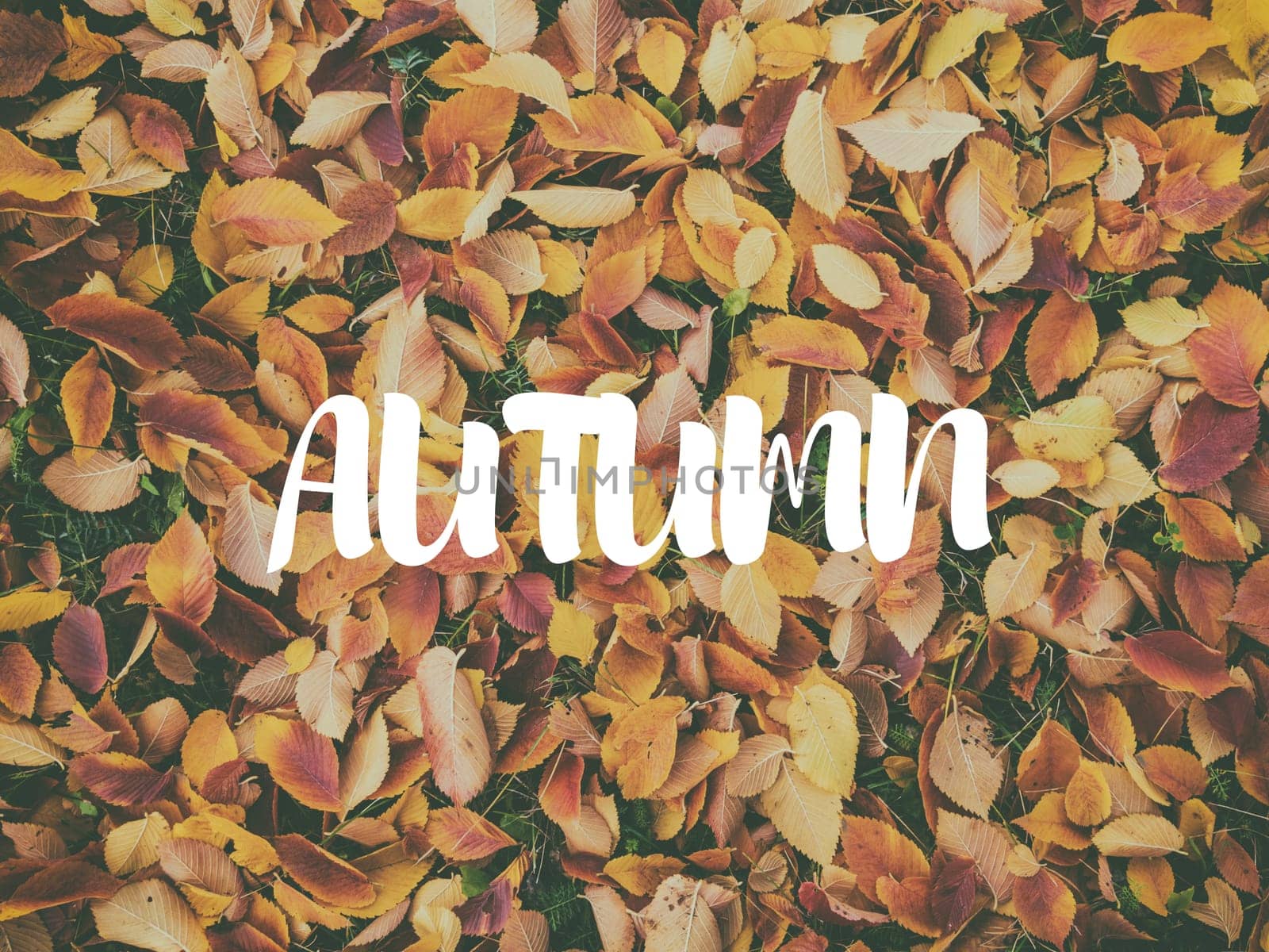 Background of orange maple leaves with congratulatory inscription Autumn