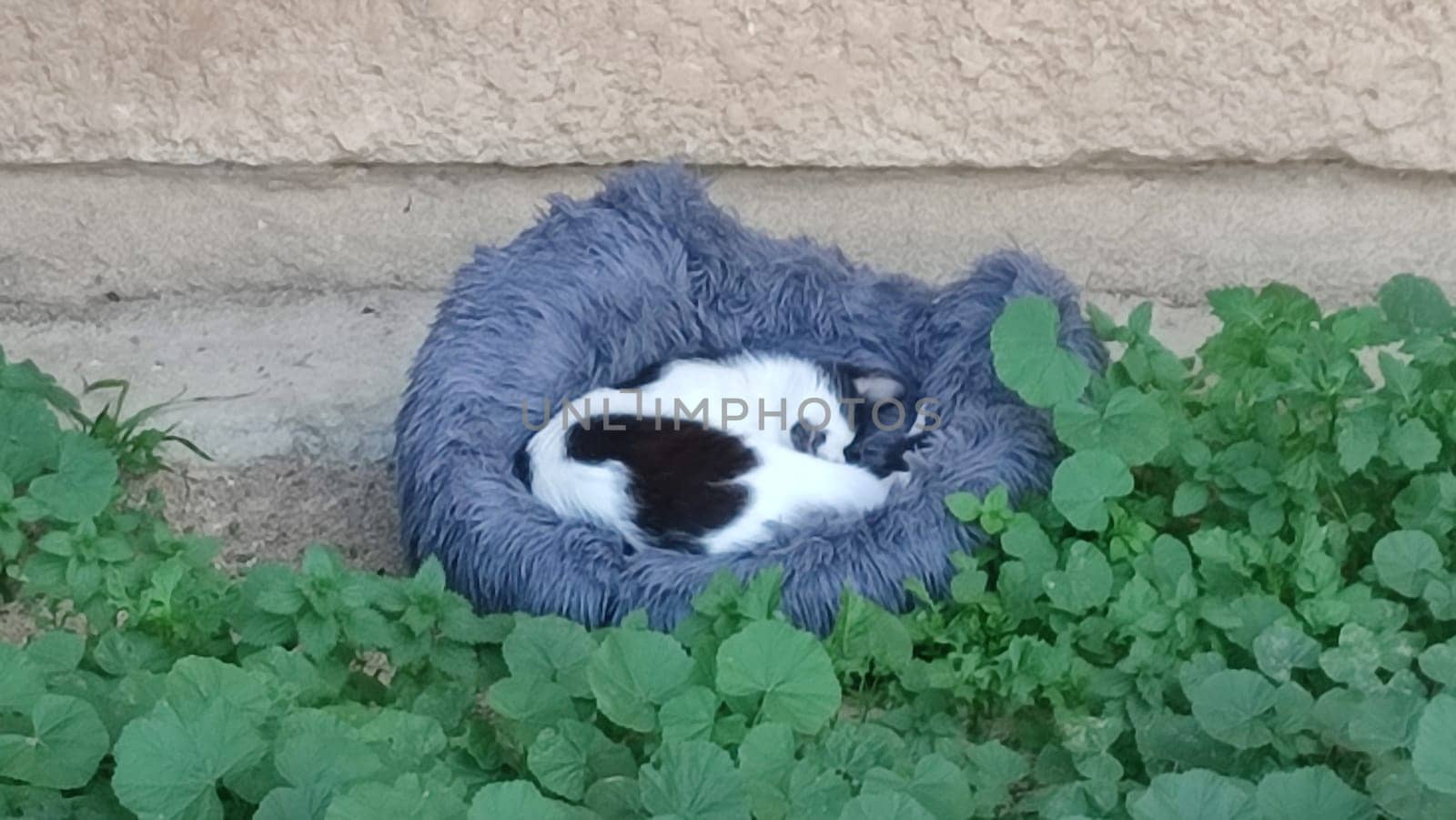 gray cat sleeps in a blanket on the grass, animals, pet by Ply