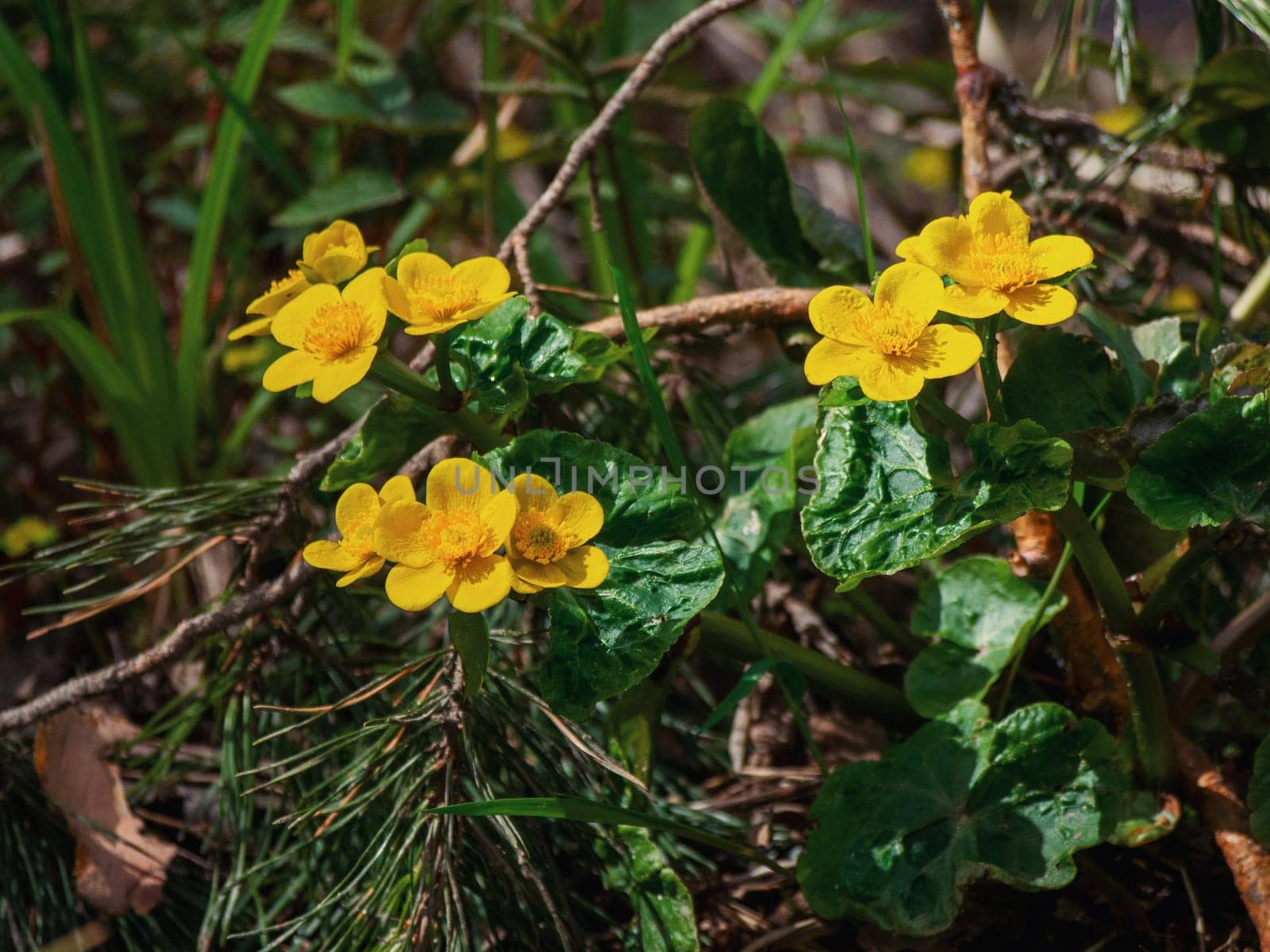Buttercups close-up on the background of meadow plants in the spring forest, selective focus. Yellow swamp flowers in the summer garden.