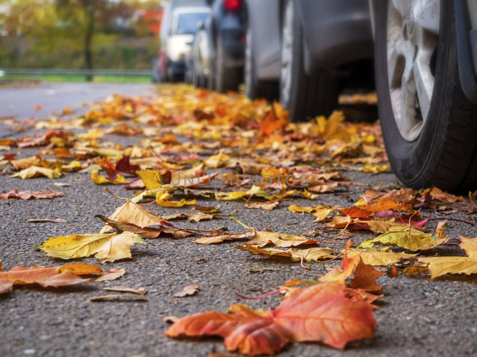 Car on asphalt road on autumnr day at park