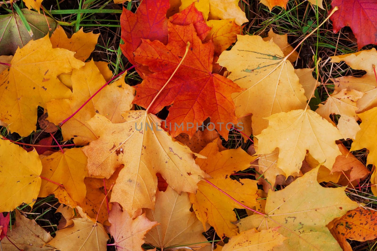 Colorful and bright background made of fallen autumn leaves