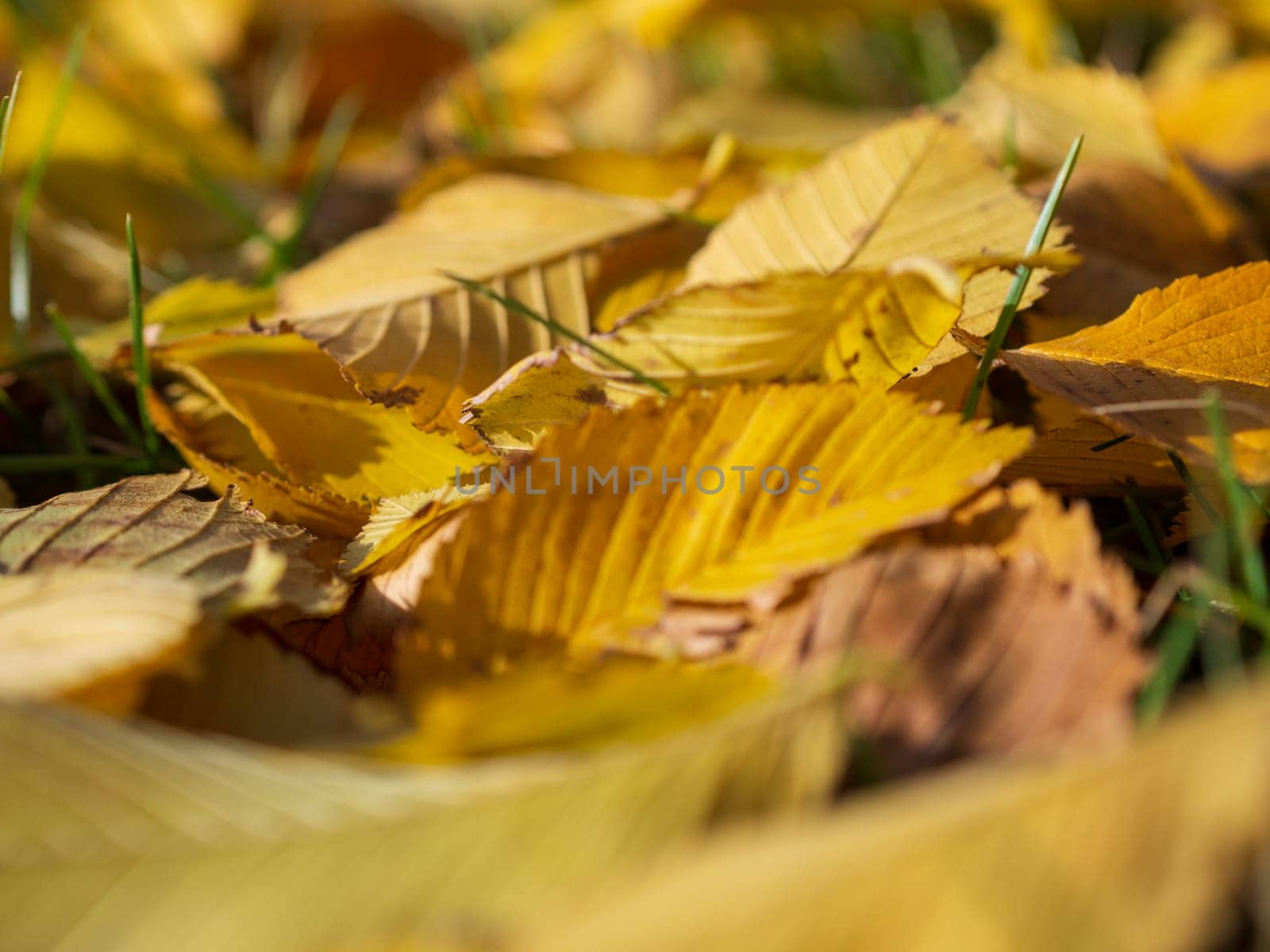 Colorful and bright background made of fallen autumn leaves