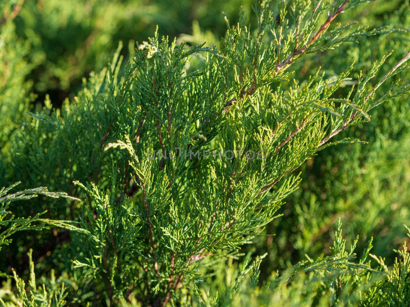 green fields covered with blooming heather, summer, wildlife.