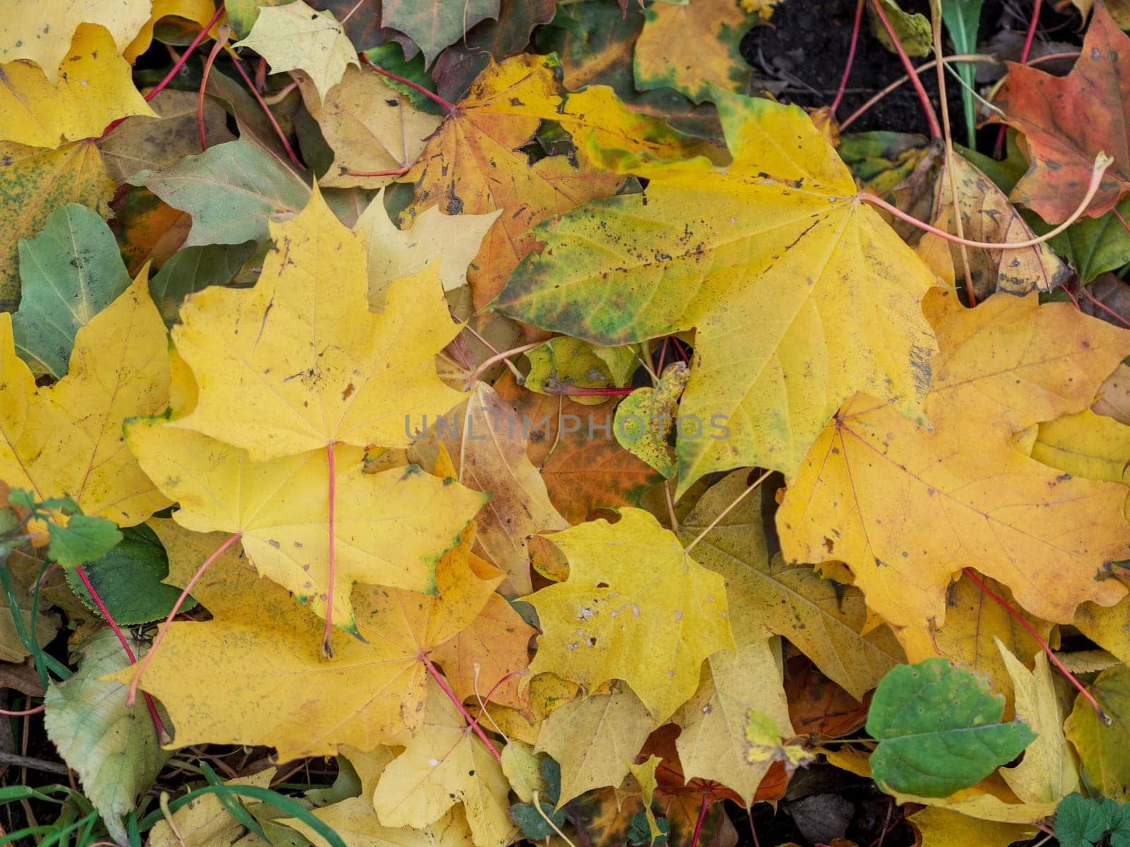 Colorful and bright background made of fallen autumn leaves