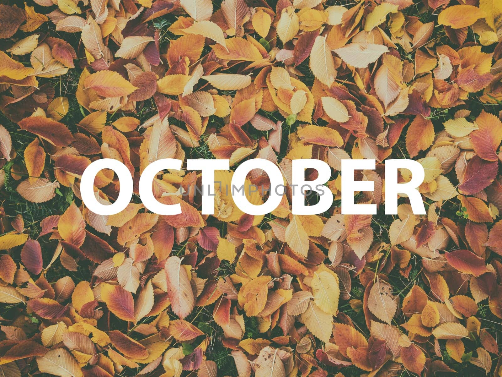 Background of orange maple leaves with congratulatory inscription October