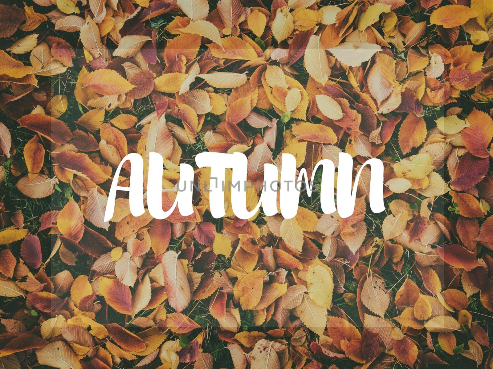 Background of orange maple leaves with congratulatory inscription Autumn