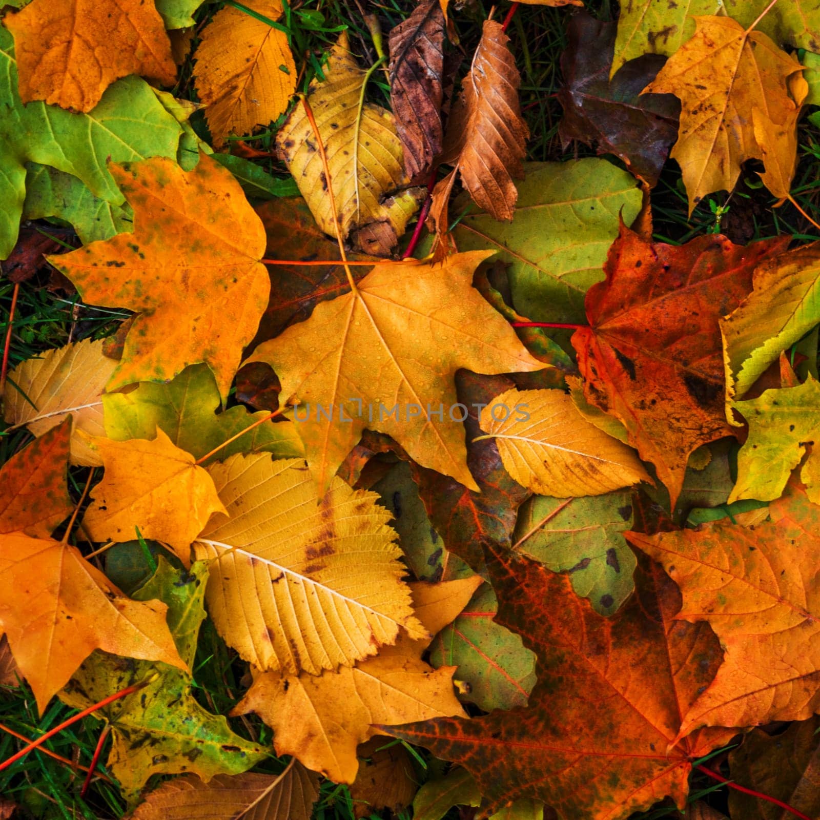 Colorful and bright background made of fallen autumn leaves