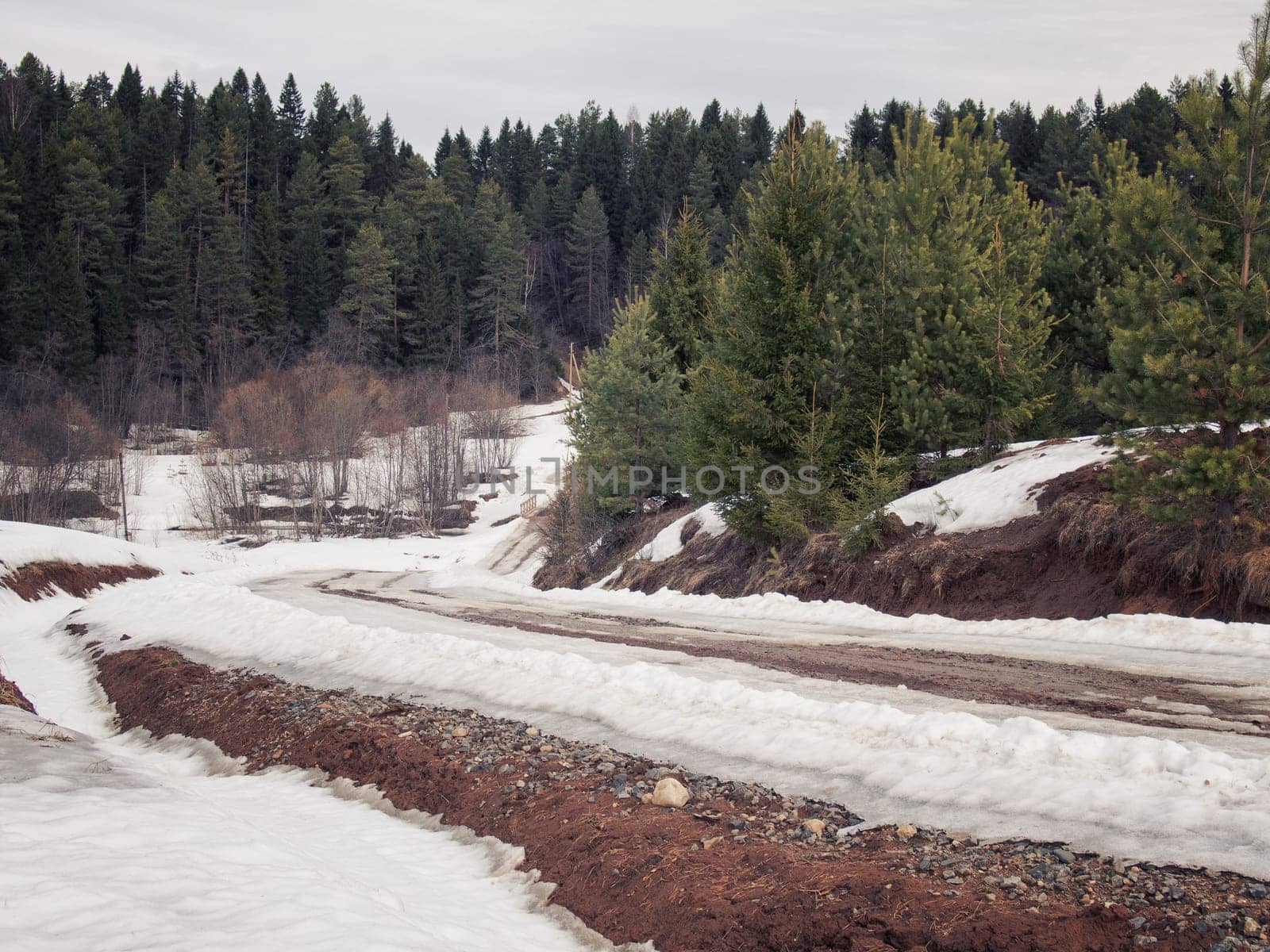 road in winter green forest