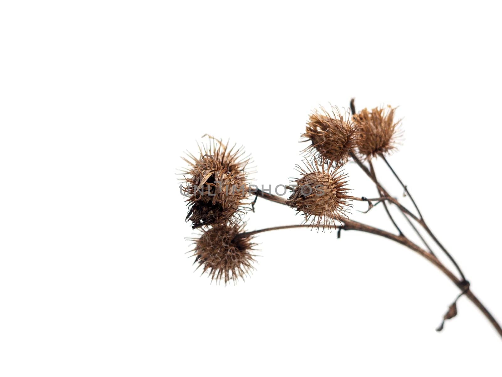 Dry burdock, thistle isolated on white background with clipping path