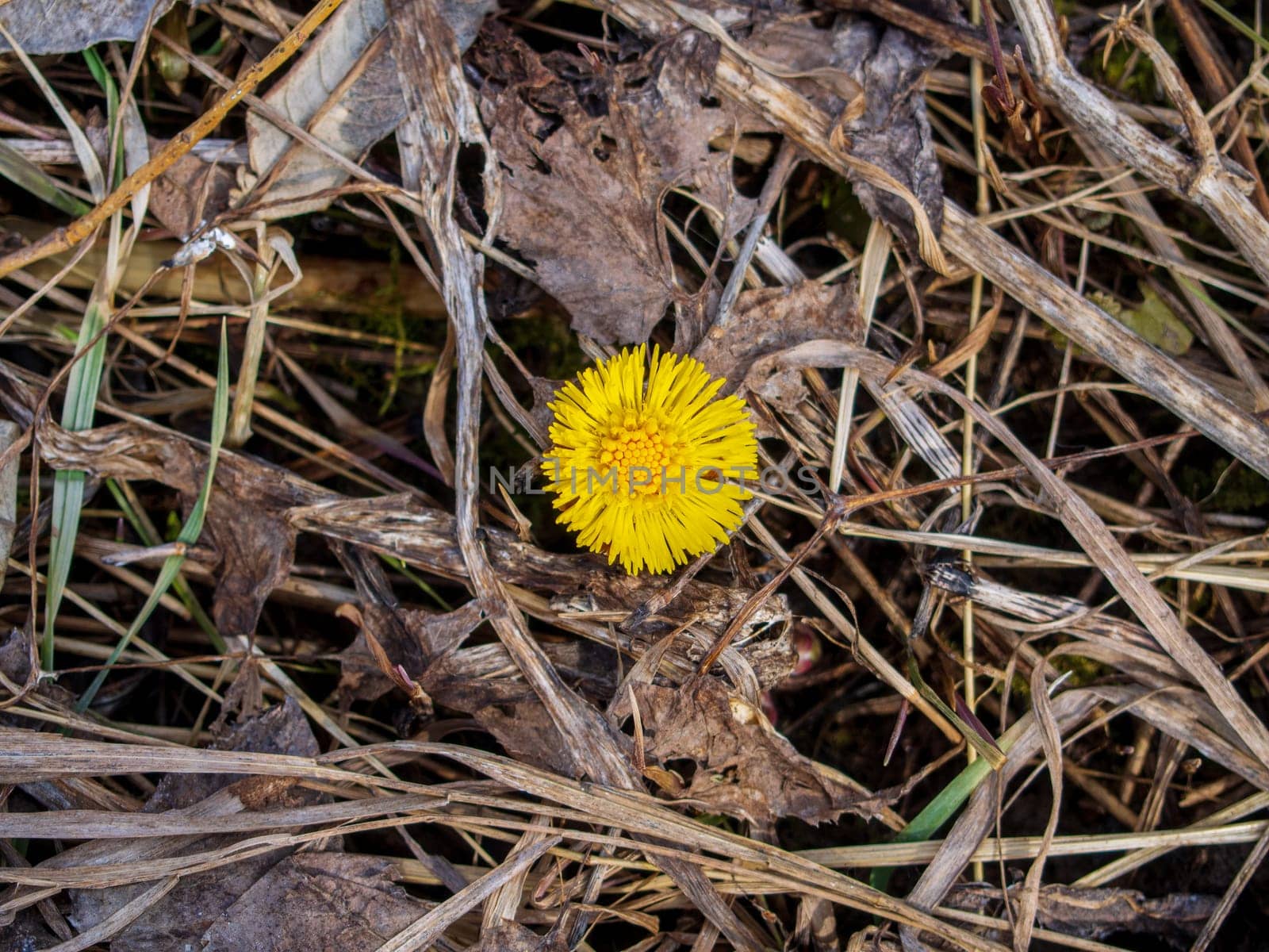 Bright, yellow flower on a background of dry grass. Wild flower in nature in spring. A small yellow dandelion. Close up. The spring plant. The onset of spring, warming. by Andre1ns