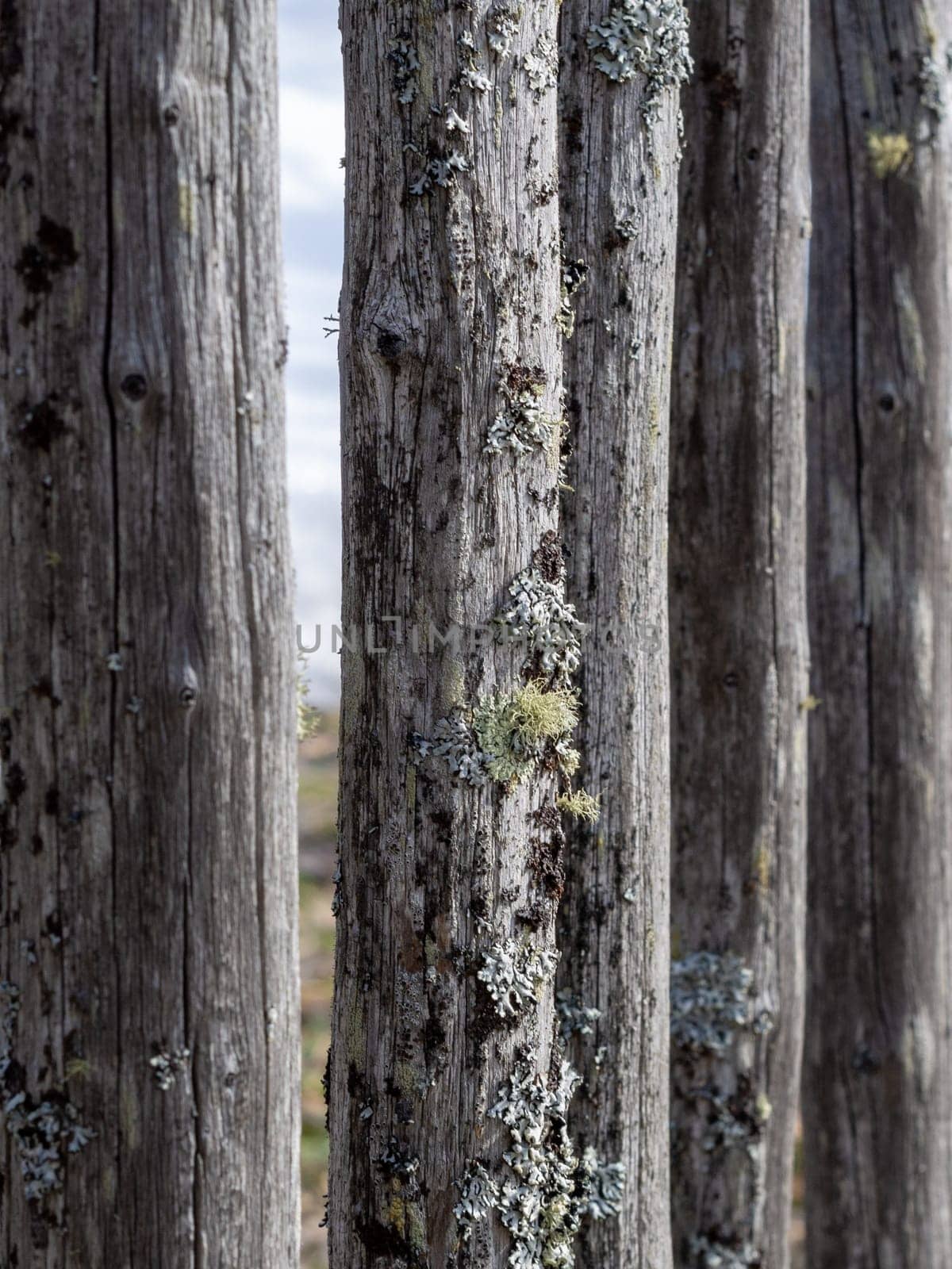 Old fence made of wooden planks, in the style of rustic, grunge, old fashion, worn gray-green color with nails