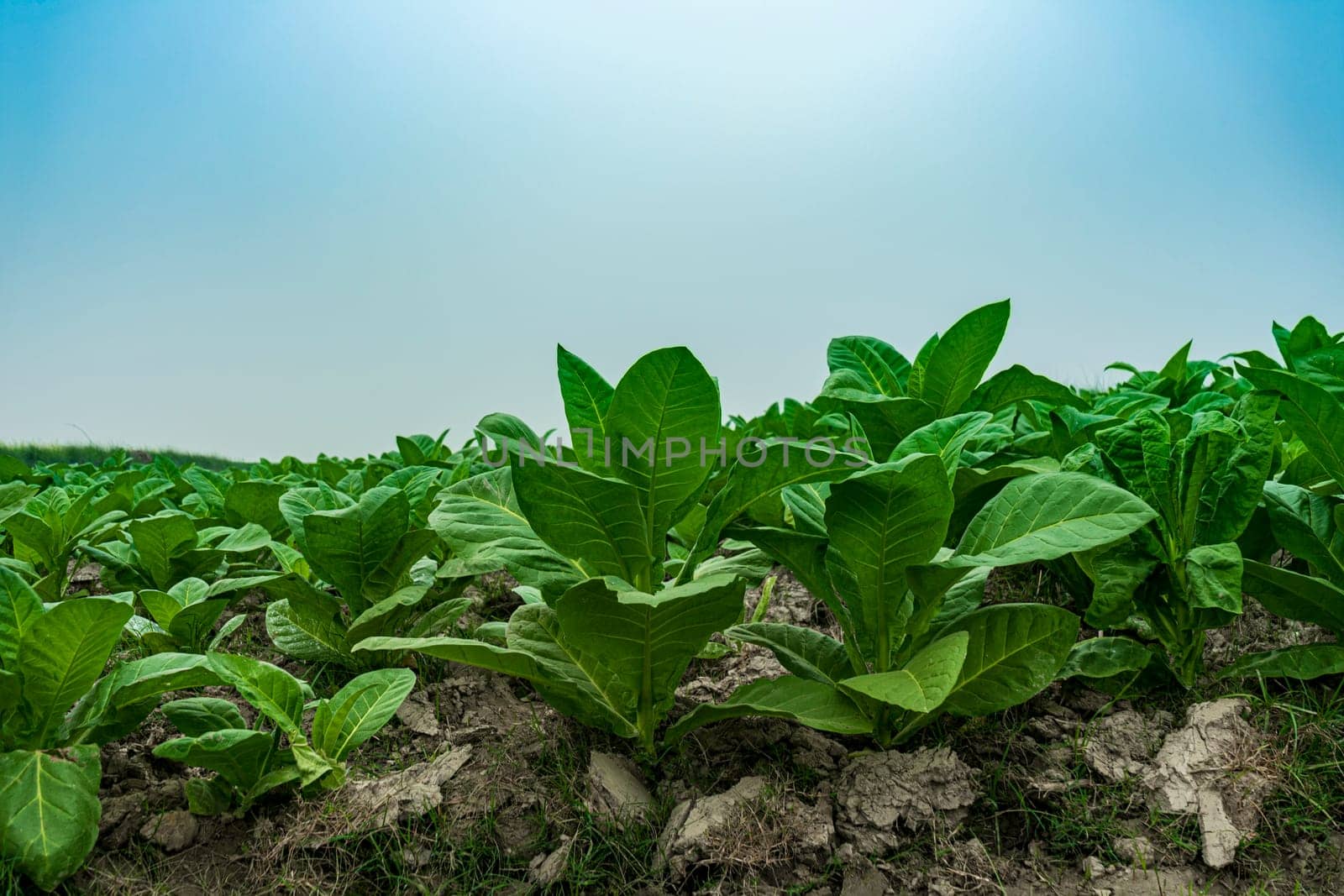 Lush young toback bushes. Field of tobacco. tobacco plantation, tobacco cultivation.