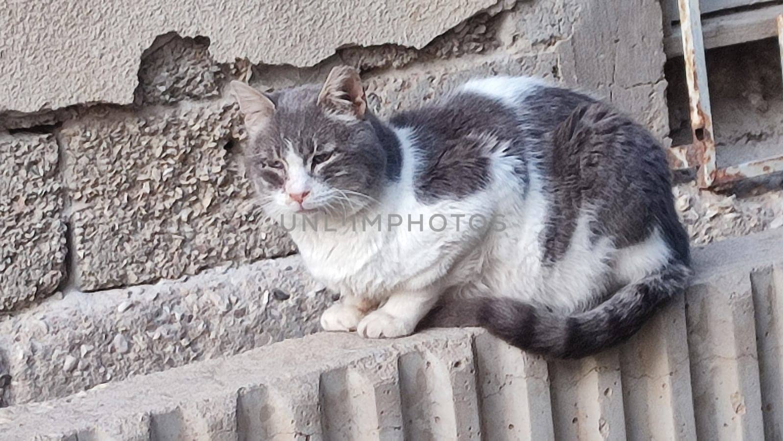 gray cats sleeps, animals, pet. High quality photo