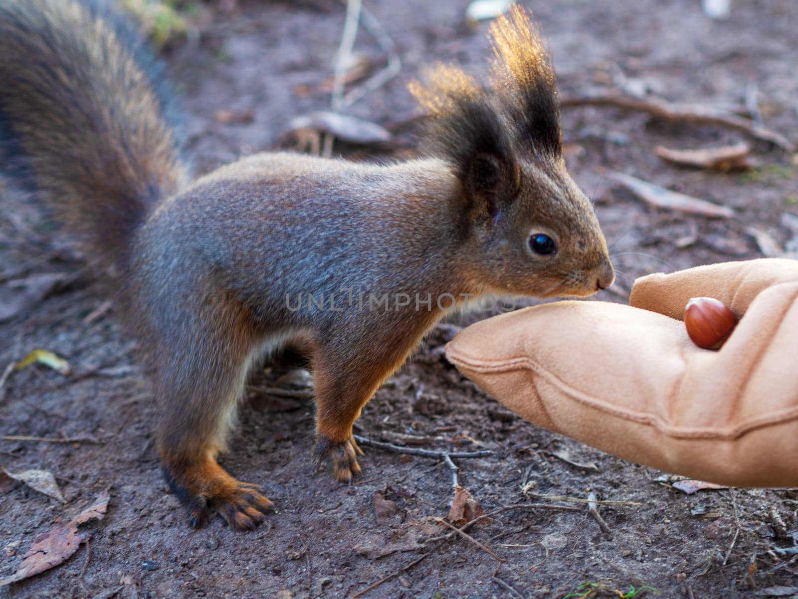 Winter squirrel eats a nut from a female hand. Eurasian red squirrel, Sciurus vulgaris by Andre1ns