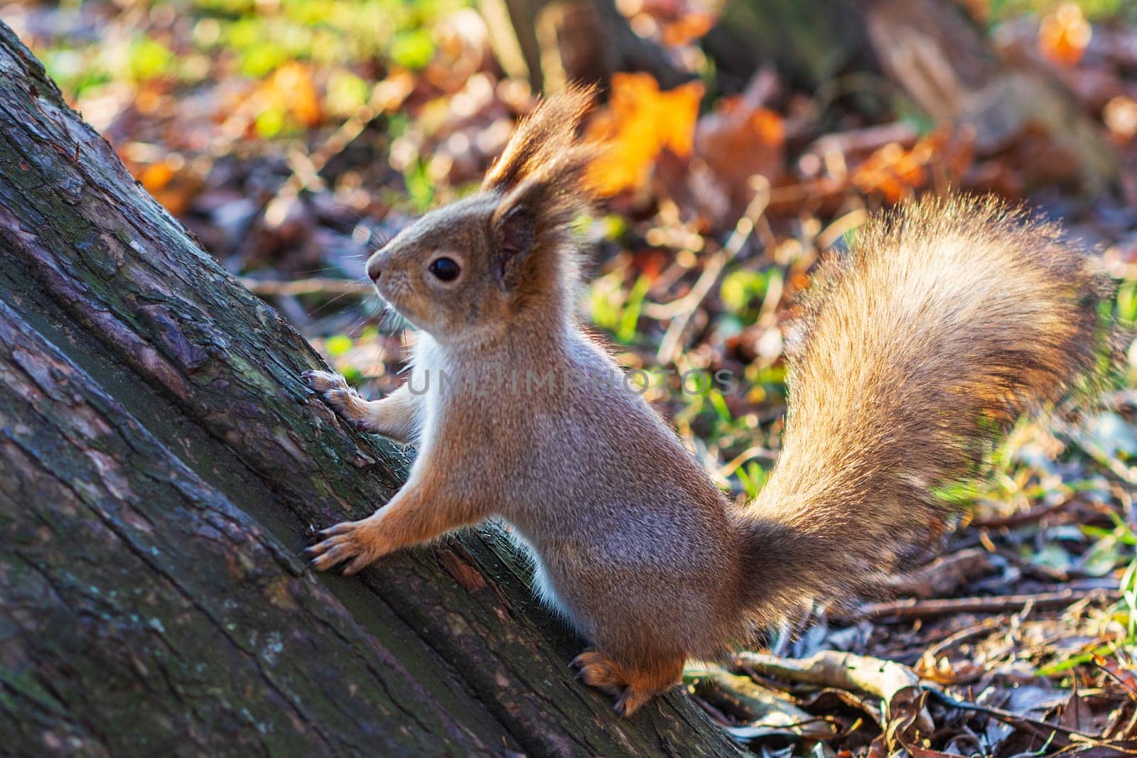 Red squirrel posing on a tree. Portrait of a funny fluffy squirrel sitting on a tree.