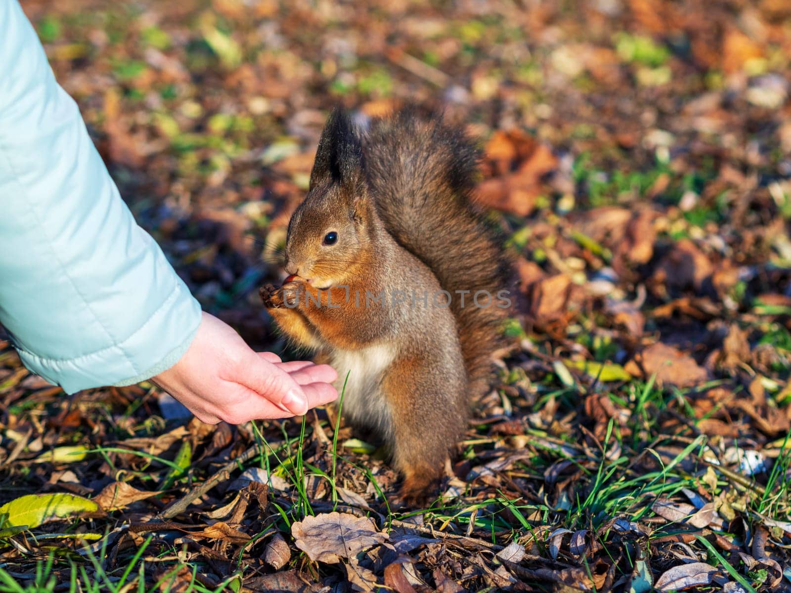 Winter squirrel eats a nut from a female hand. Eurasian red squirrel, Sciurus vulgaris by Andre1ns